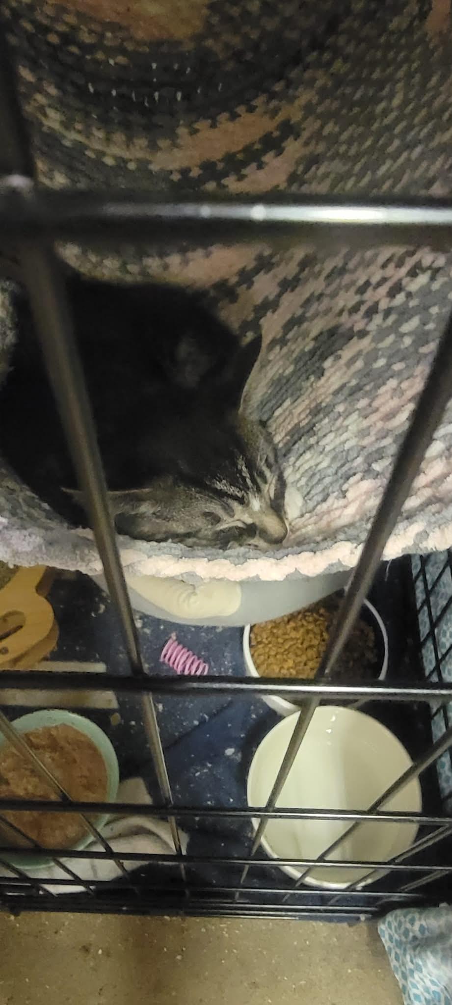 Razzle, a Adoptable Domestic Short Hair in Fredericton, NB image 6/6