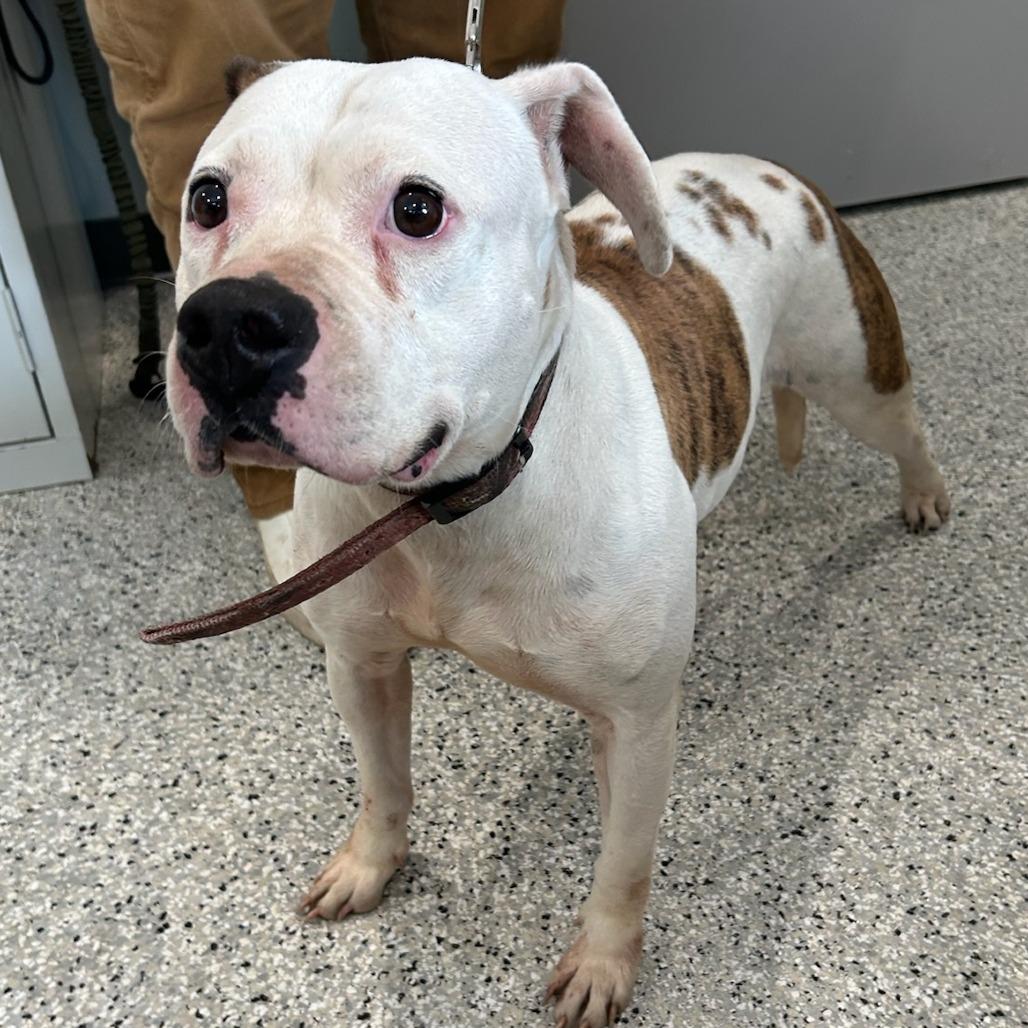 Angel, Adoptable, Adult Female Pit Bull Terrier & Boxer.