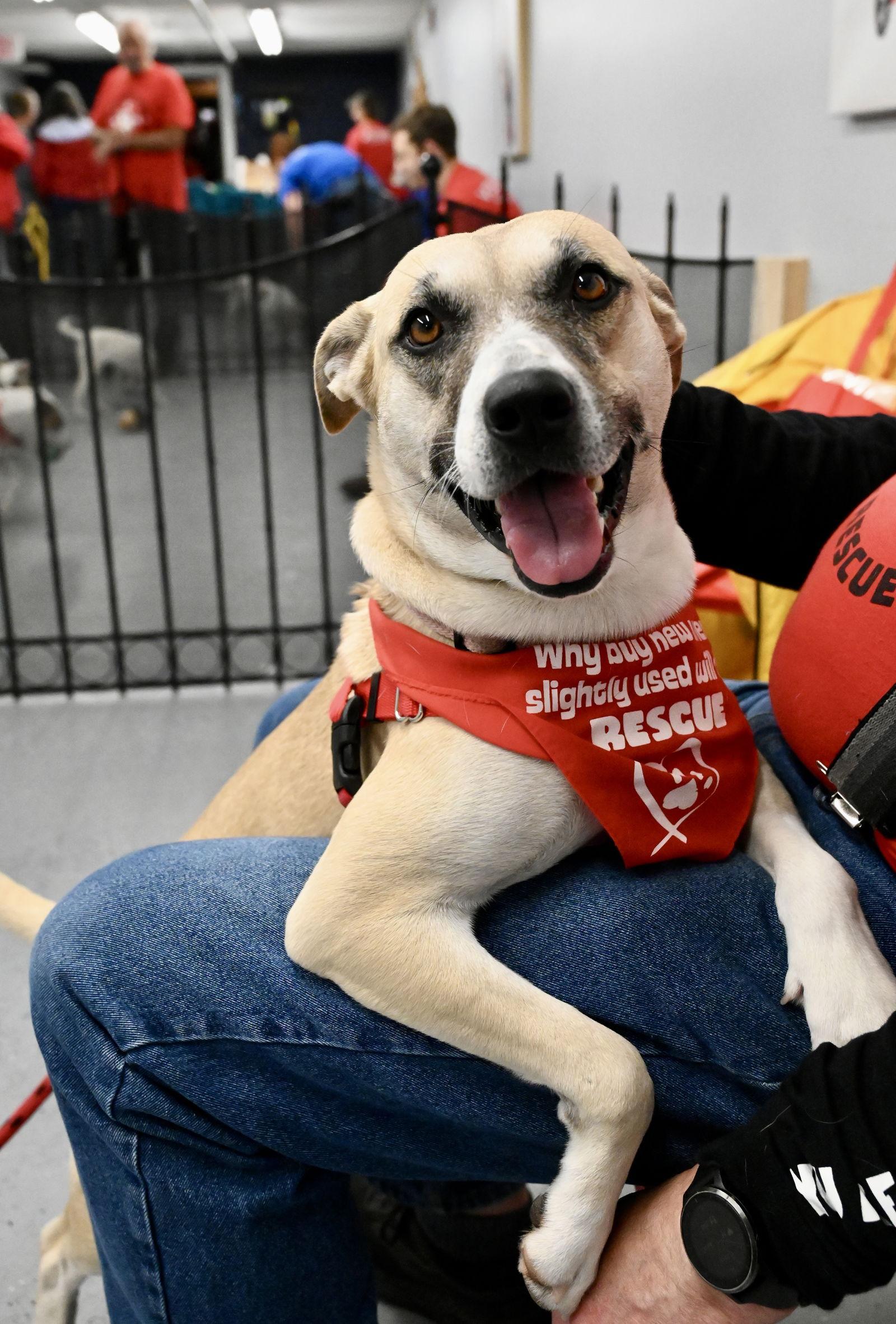 Tamale *LOCAL*, Adoptable, Young Female Black Mouth Cur.