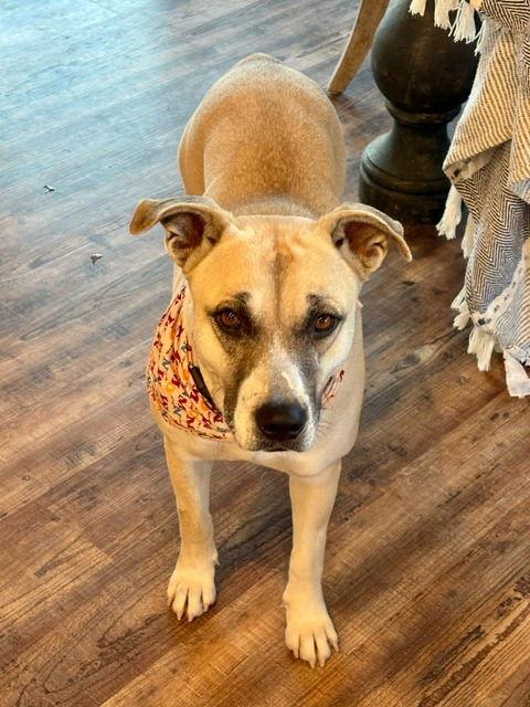 Enlarge Tamale *LOCAL*, a Adoptable Black Mouth Cur in Wakefield, RI image 2/3