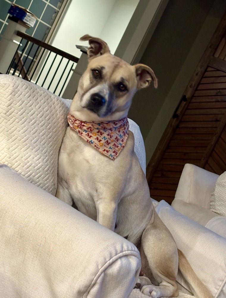 Enlarge Tamale *LOCAL*, a Adoptable Black Mouth Cur in Wakefield, RI image 3/3