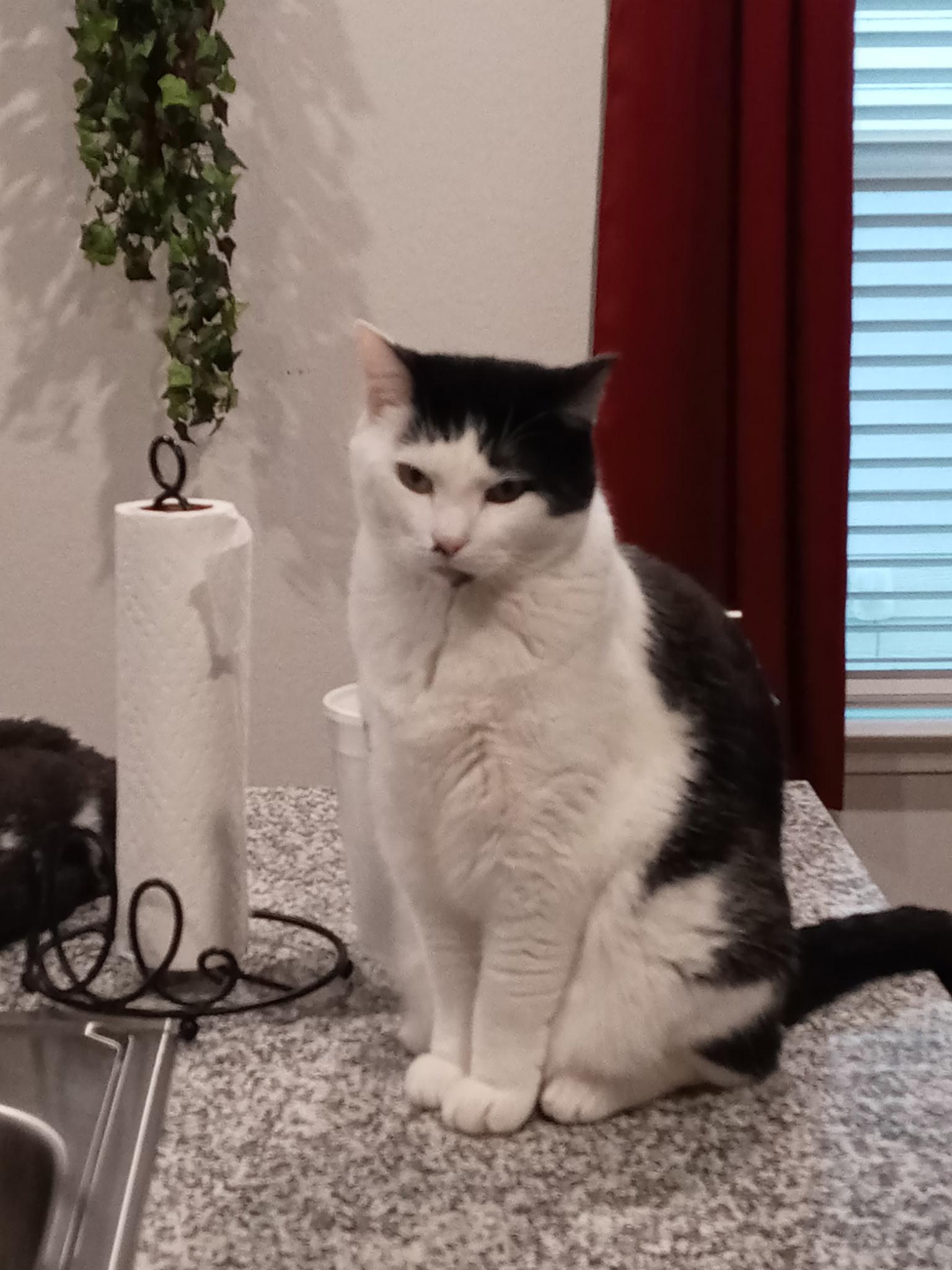 Comet, Adult Male Domestic Short Hair
