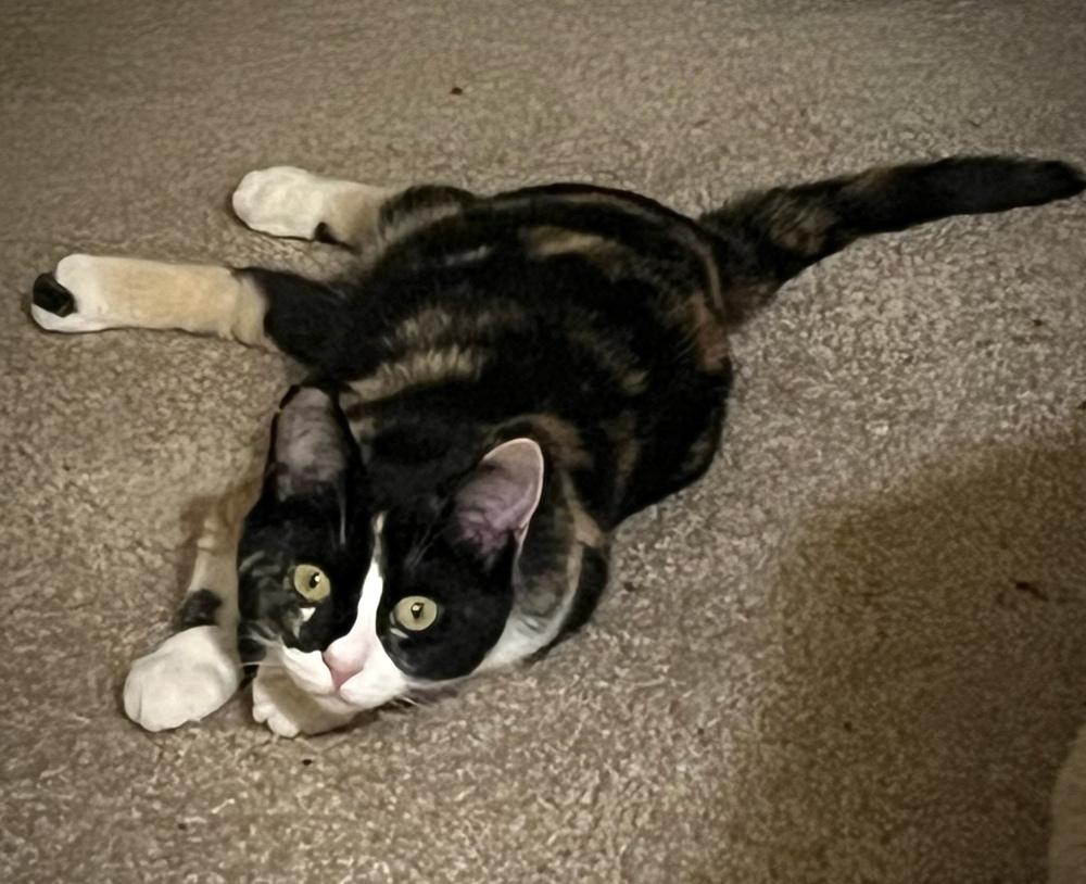 Enlarge Mira, a Adoptable mixed breed in tucson, AZ image 1/3