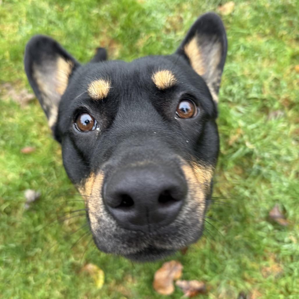 Binx, Adoptable, Adult Male Cardigan Welsh Corgi & Australian Kelpie.