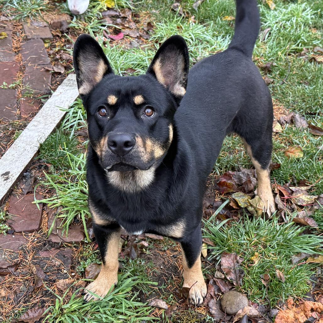 Binx, a Adoptable mixed breed in Bellingham, WA image 2/4