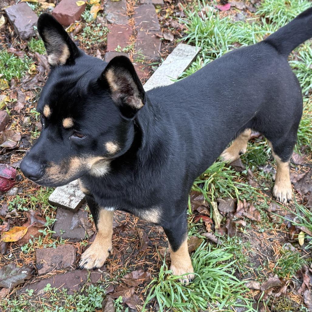 Binx, a Adoptable mixed breed in Bellingham, WA image 3/4