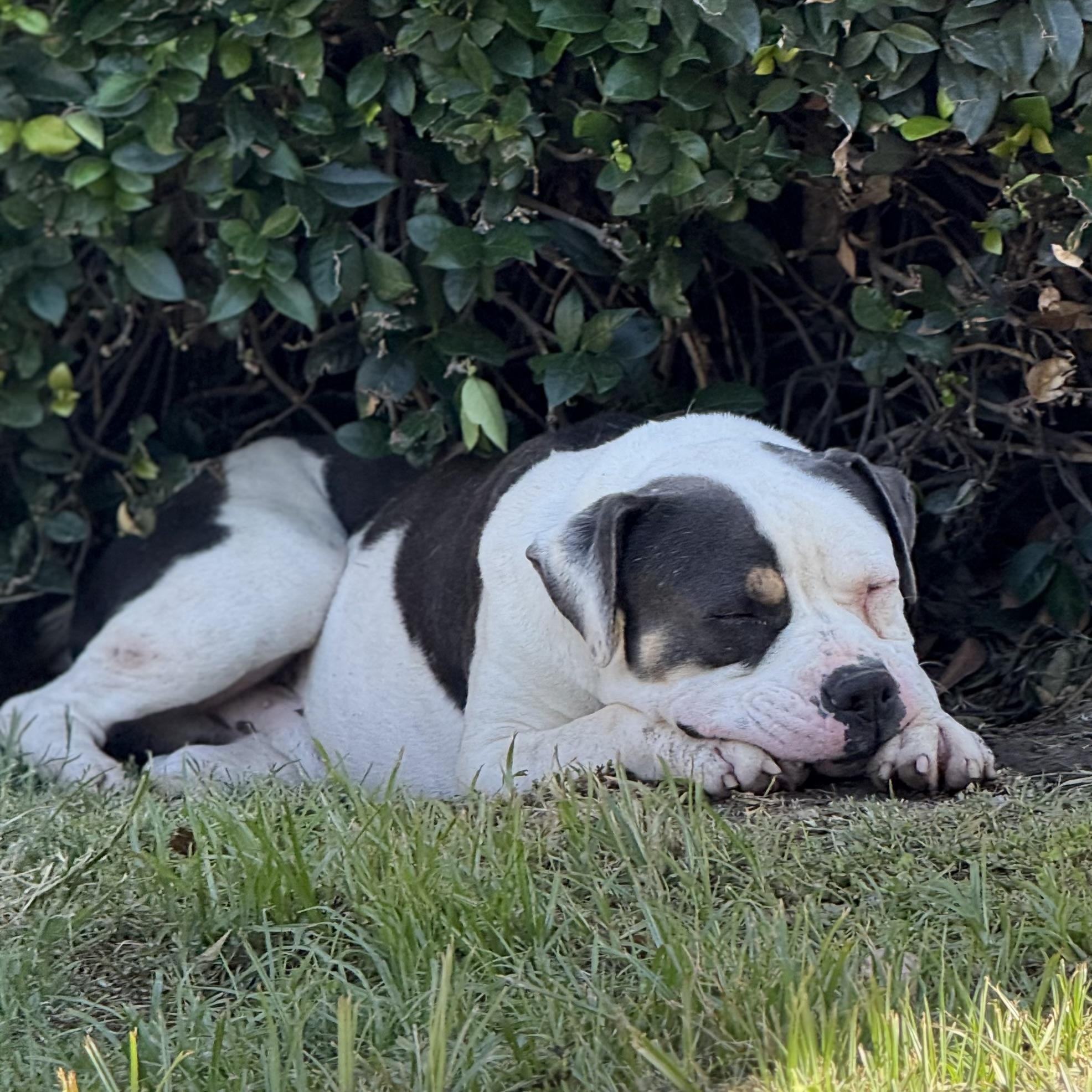 SPOT, a Adoptable Pit Bull Terrier in Ontario, CA image 2/5