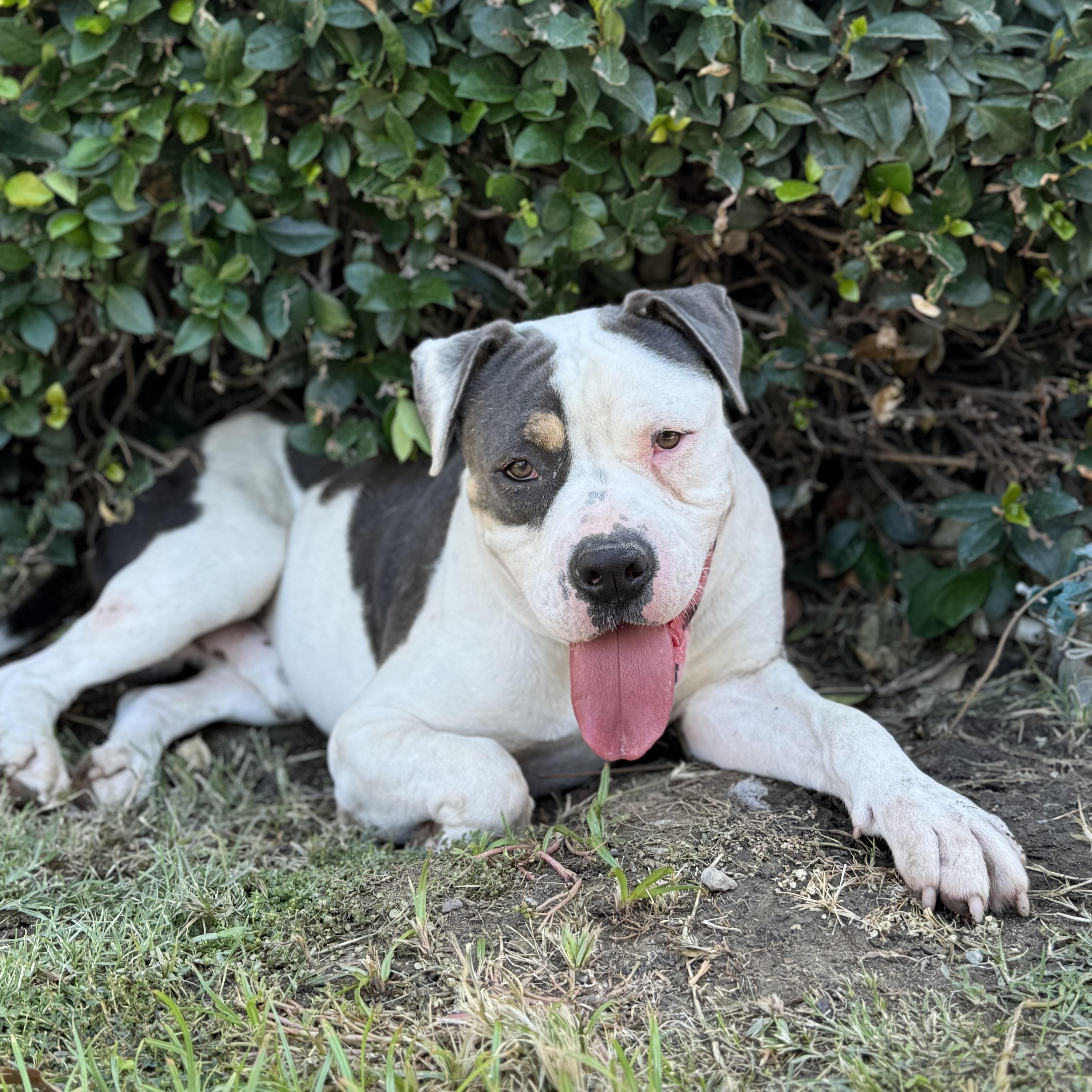 SPOT, Adoptable, Adult Male Pit Bull Terrier.