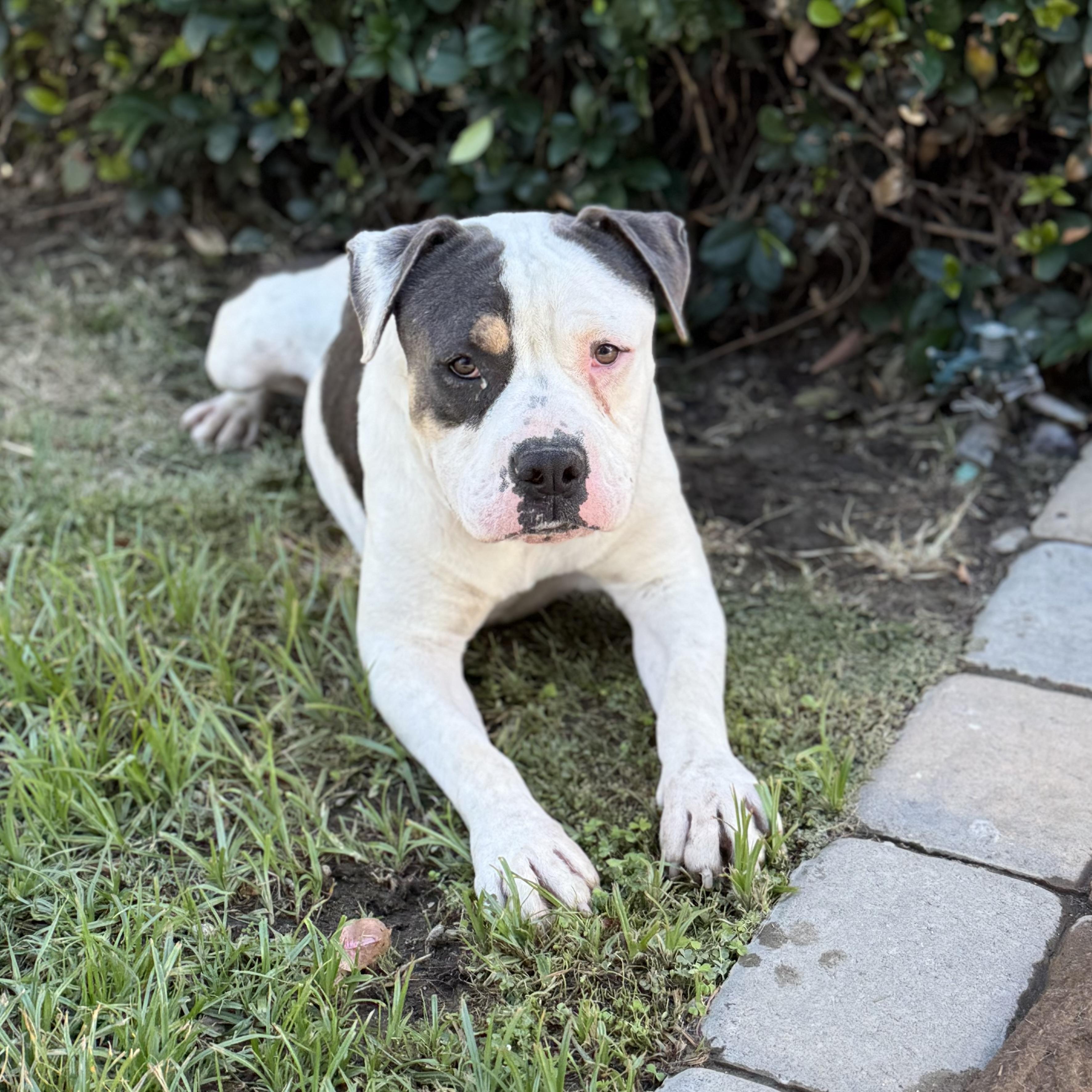 SPOT, a Adoptable Pit Bull Terrier in Ontario, CA image 5/5