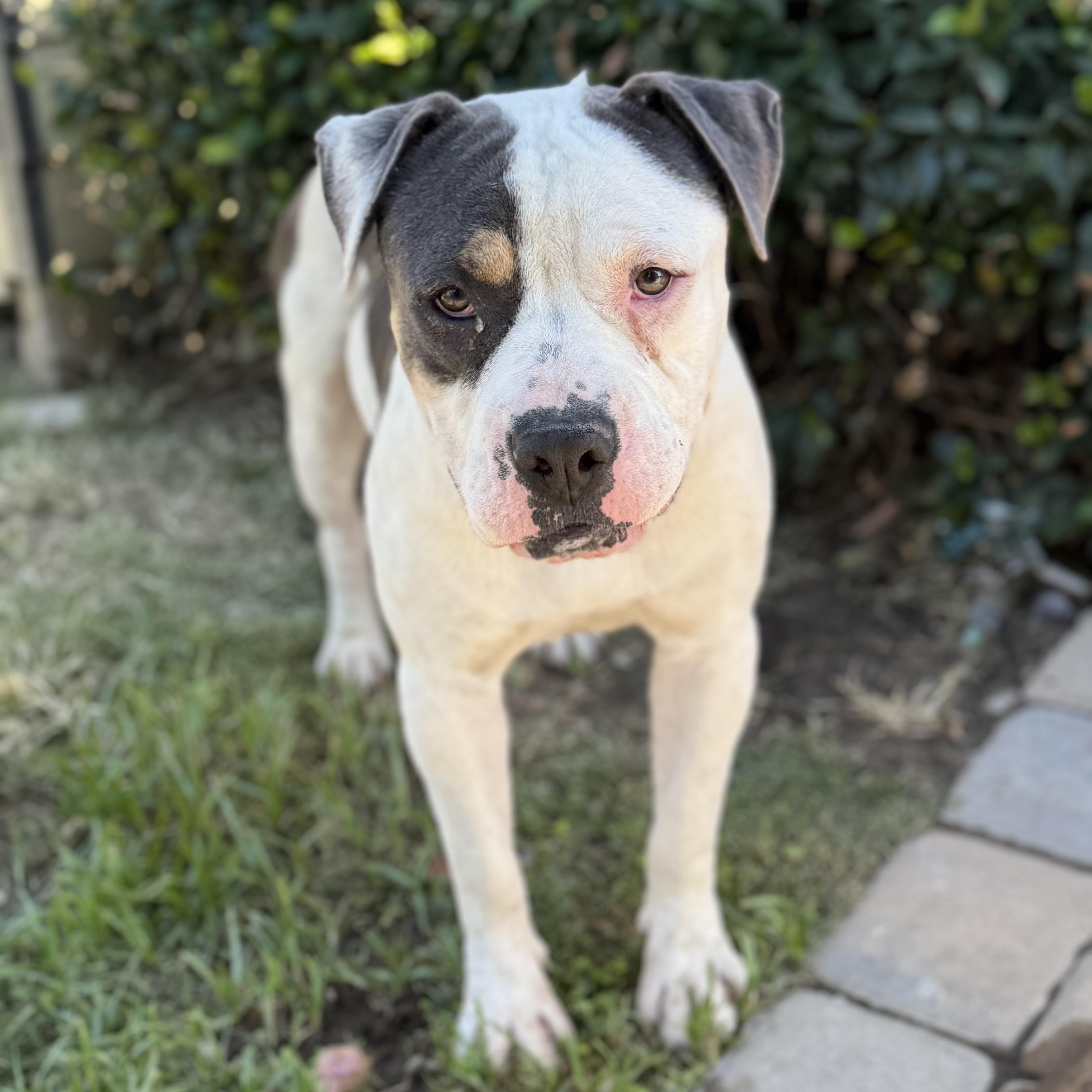 SPOT, a Adoptable Pit Bull Terrier in Ontario, CA image 4/5