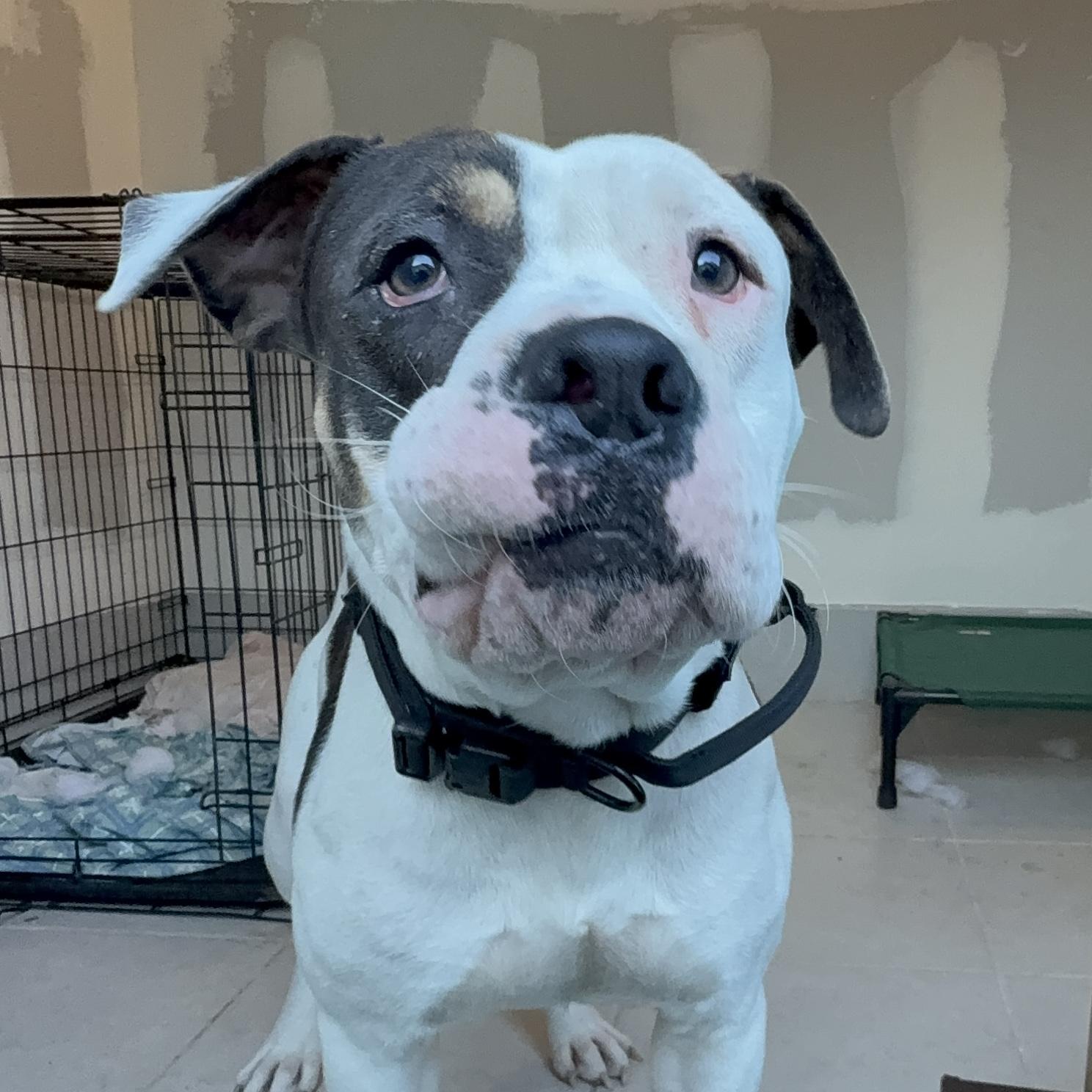 SPOT, Adoptable, Adult Male Pit Bull Terrier.