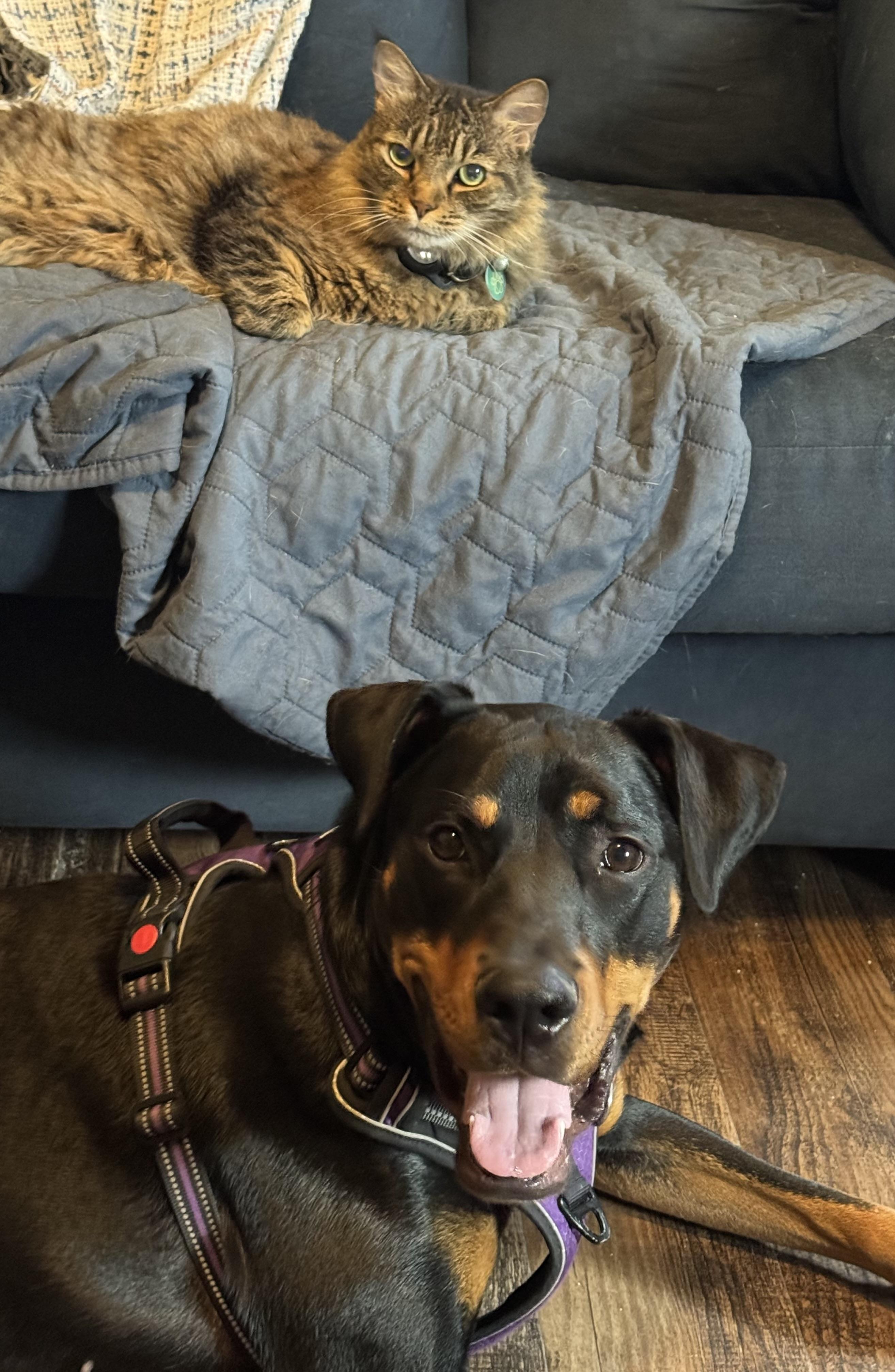 Enlarge Maggie, a ADOPTABLE mixed breed in Chesapeake, VA image 6/6