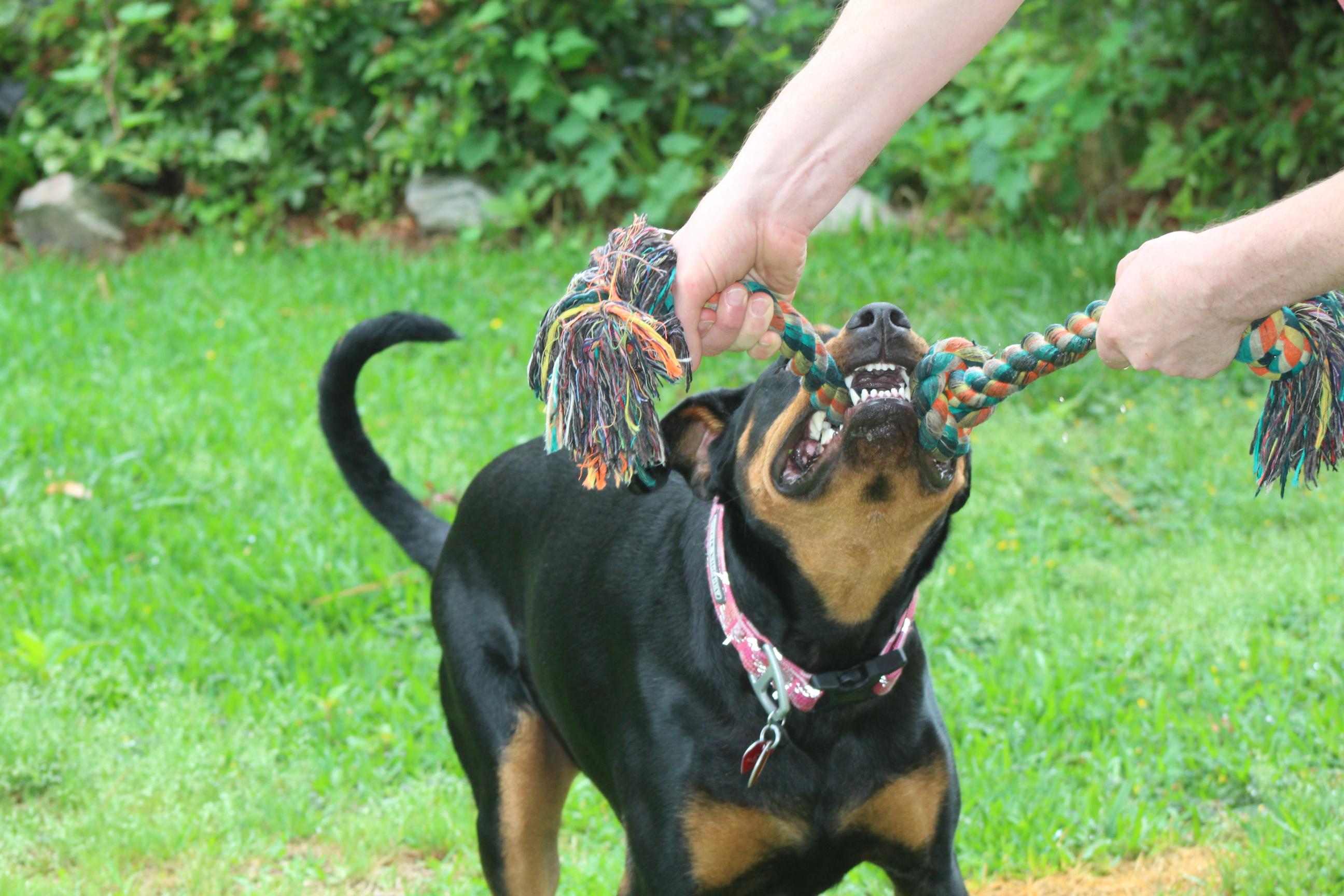 Enlarge Maggie, a ADOPTABLE mixed breed in Chesapeake, VA image 4/6