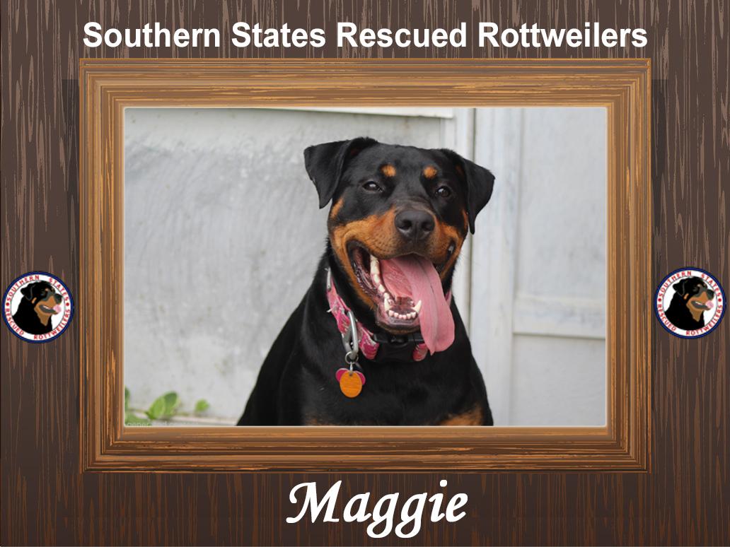 Enlarge Maggie, a ADOPTABLE mixed breed in Chesapeake, VA image 1/6