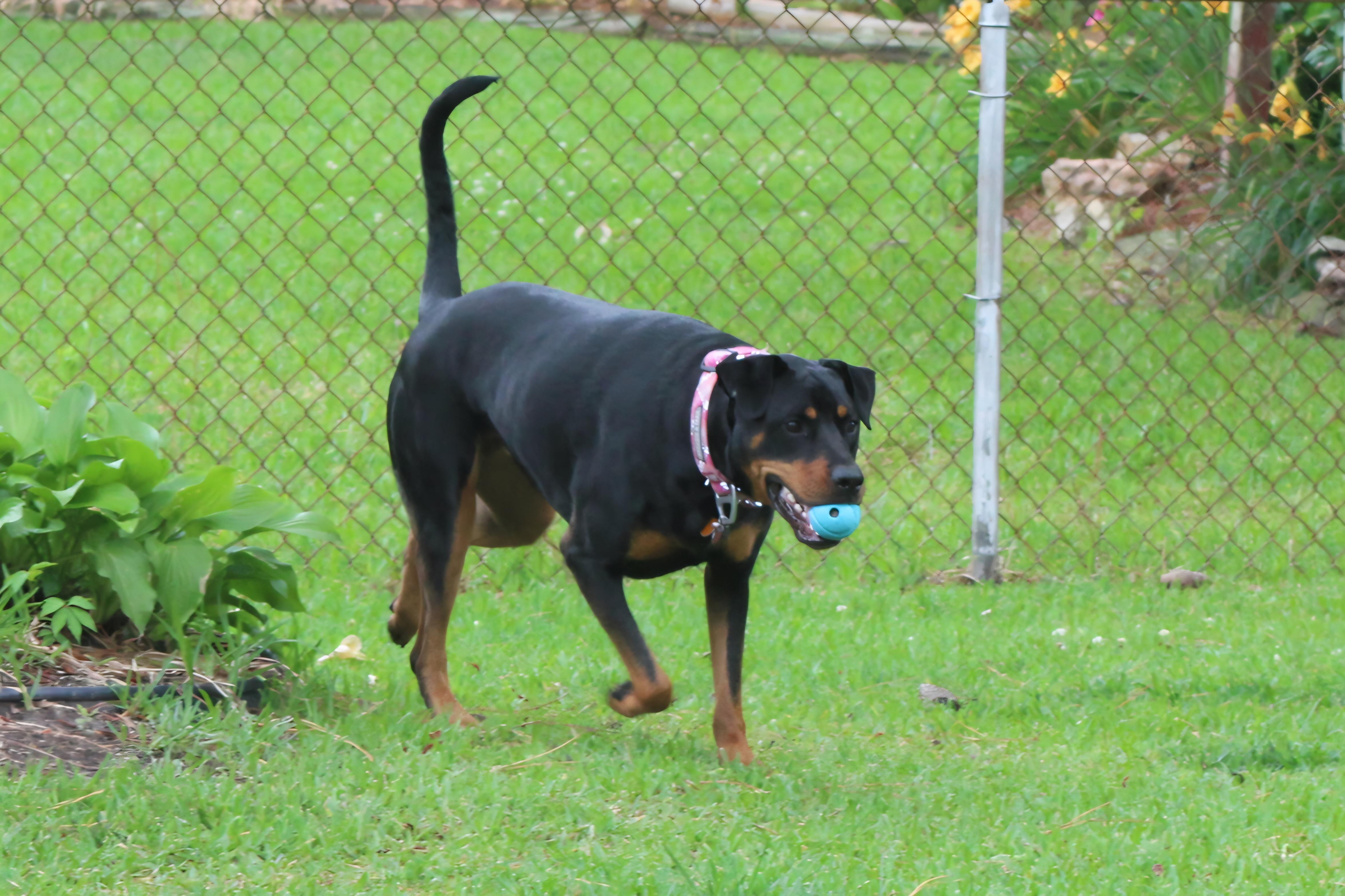 Enlarge Maggie, a ADOPTABLE mixed breed in Chesapeake, VA image 5/6