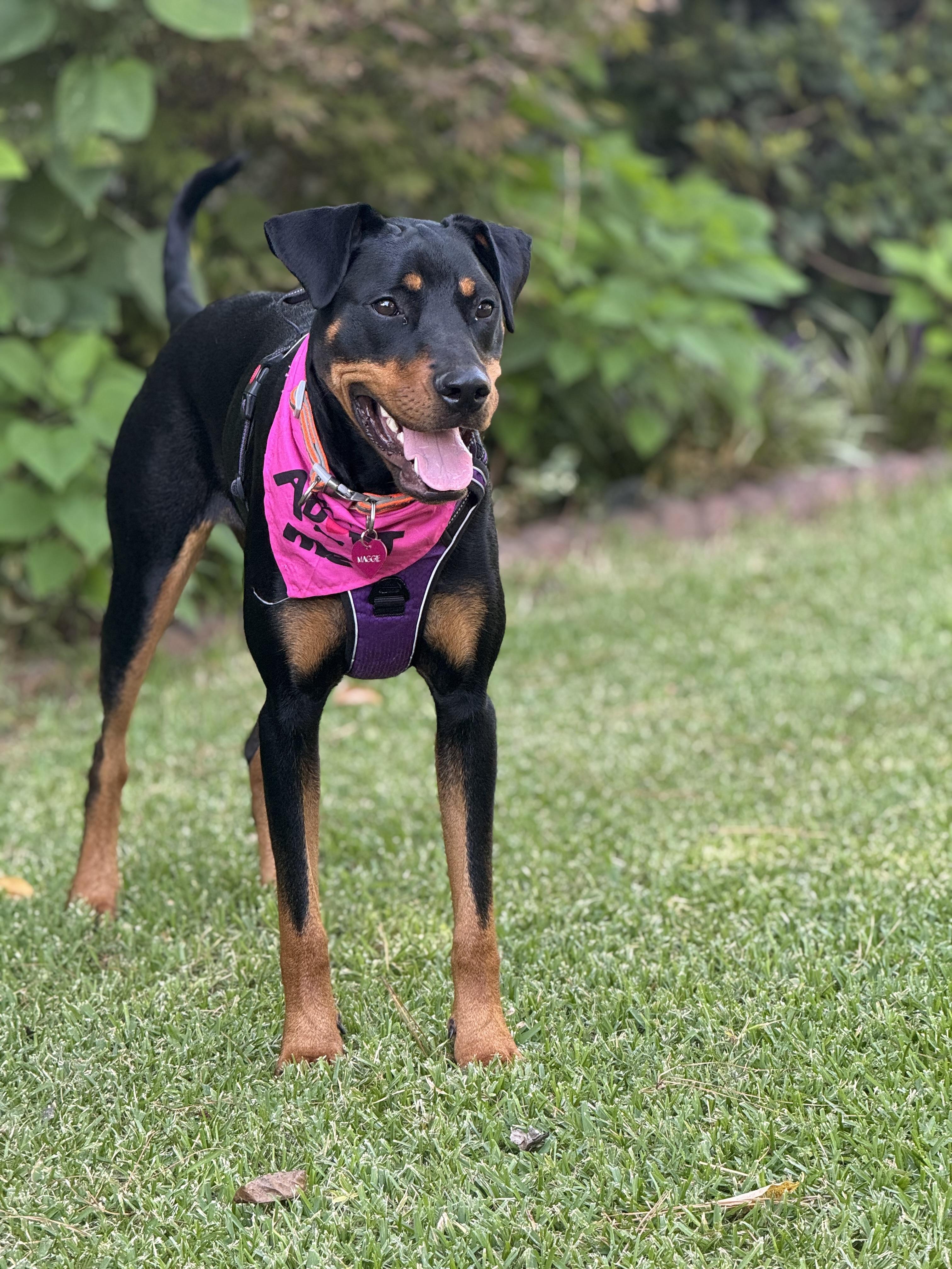 Enlarge Maggie, a ADOPTABLE mixed breed in Chesapeake, VA image 3/6