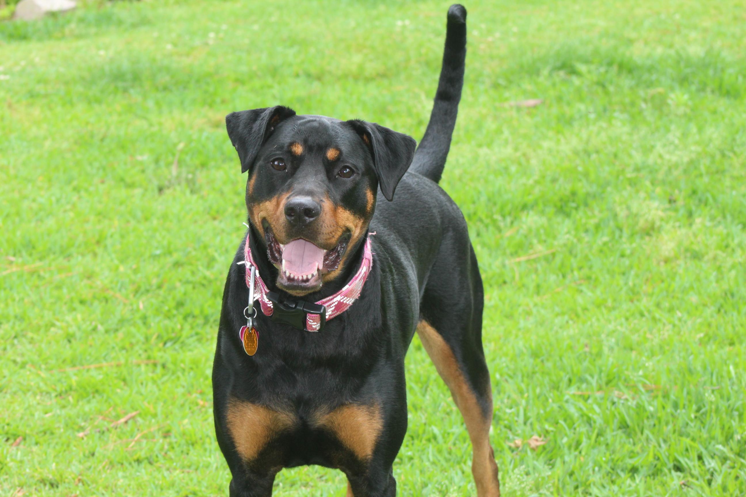 Enlarge Maggie, a ADOPTABLE mixed breed in Chesapeake, VA image 2/6