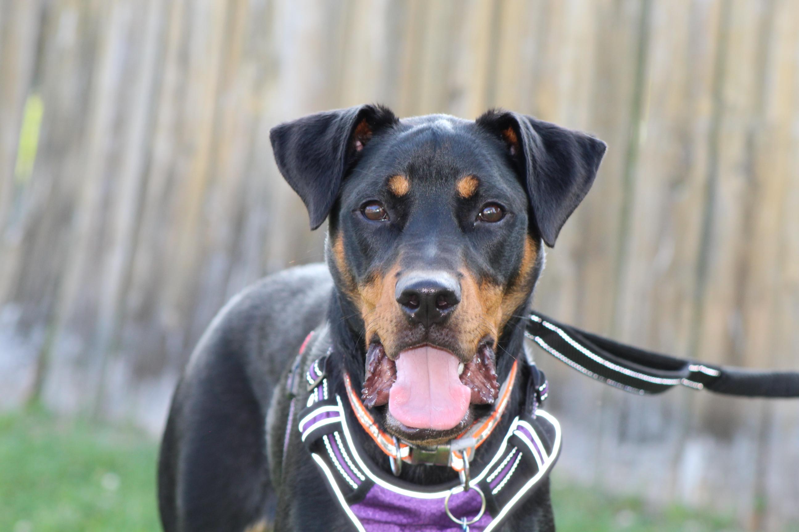 Enlarge Maggie, a ADOPTABLE mixed breed in Chesapeake, VA image 6/6