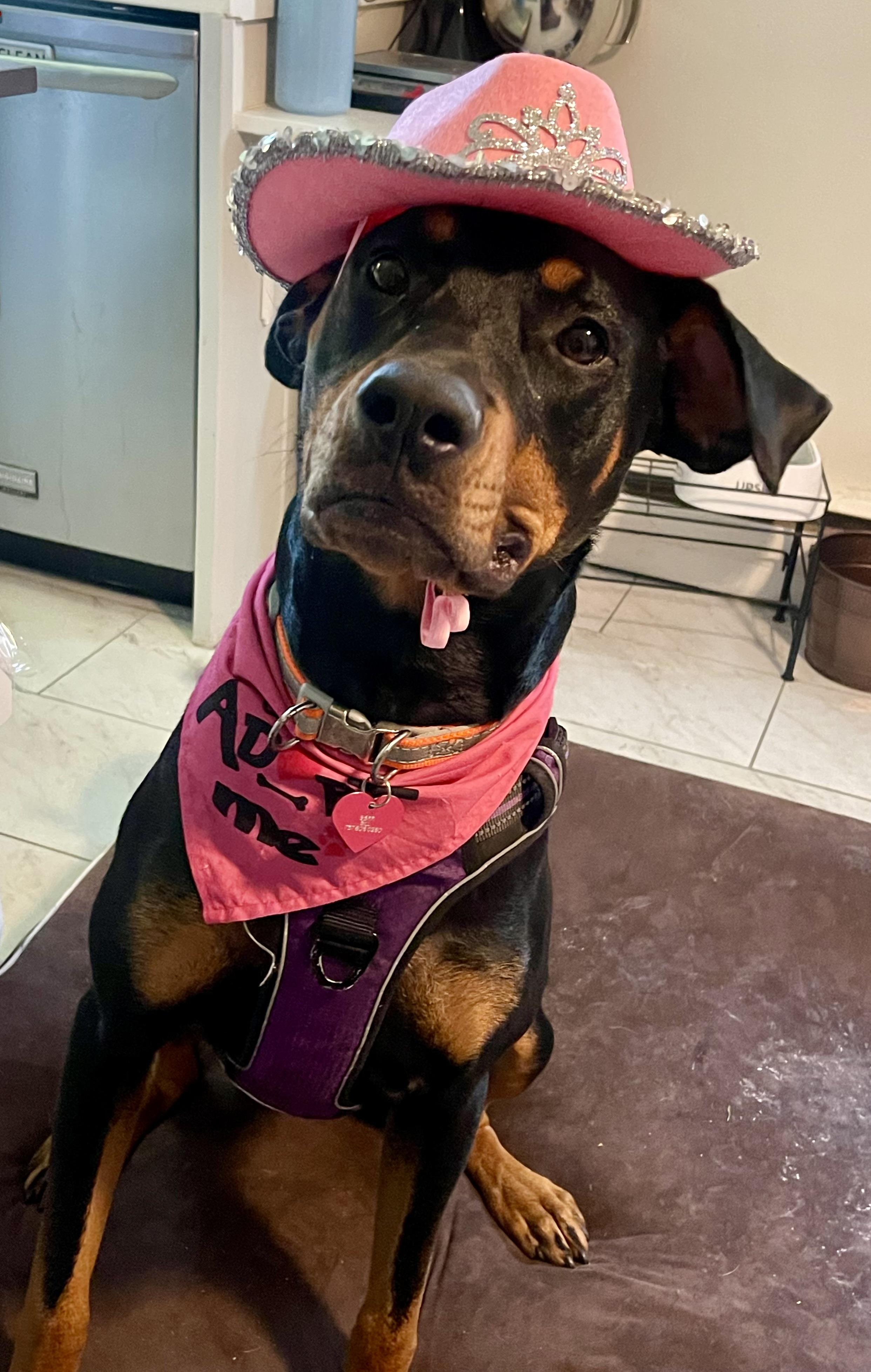 Enlarge Maggie, a ADOPTABLE mixed breed in Chesapeake, VA image 4/6