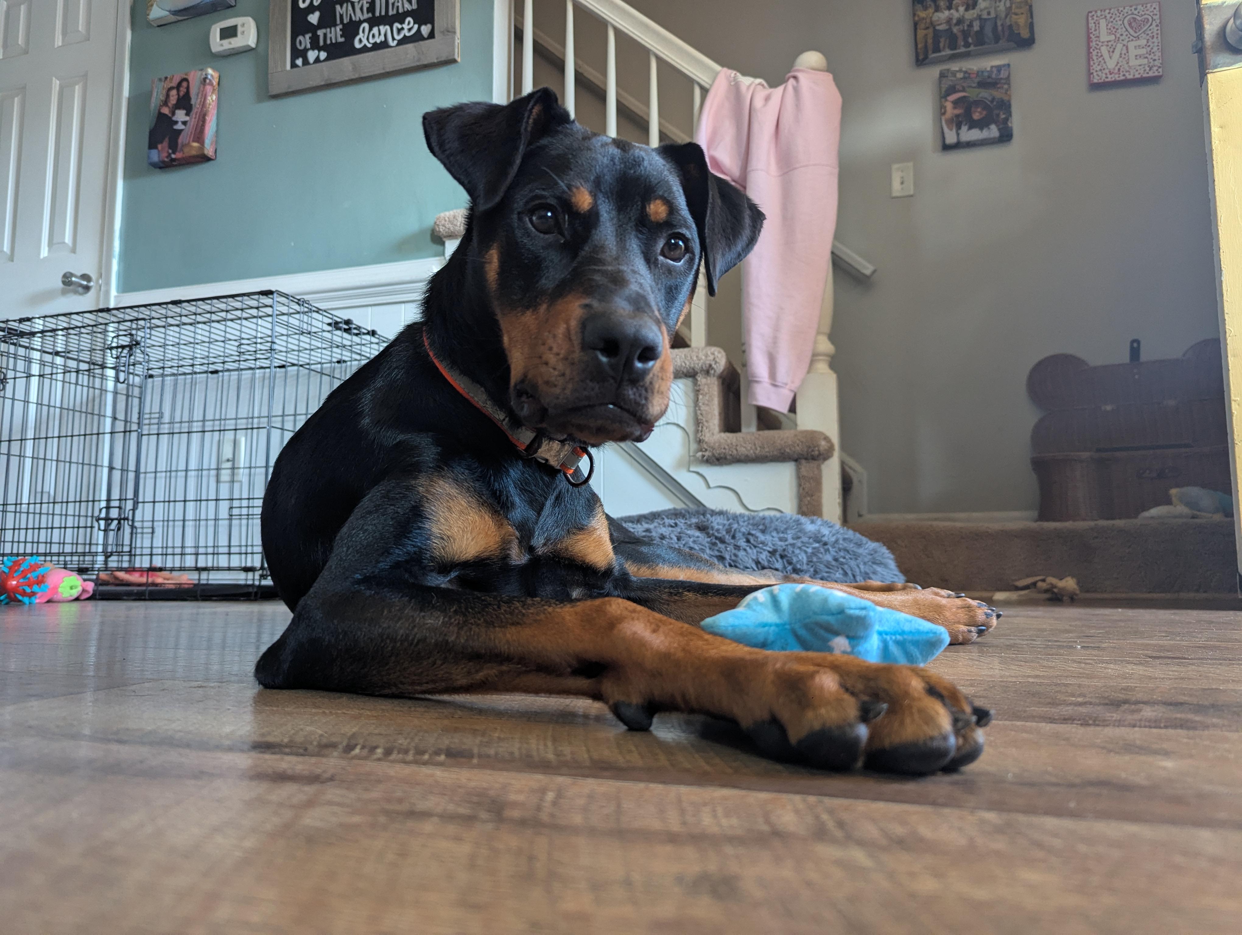 Enlarge Maggie, a ADOPTABLE mixed breed in Chesapeake, VA image 2/6