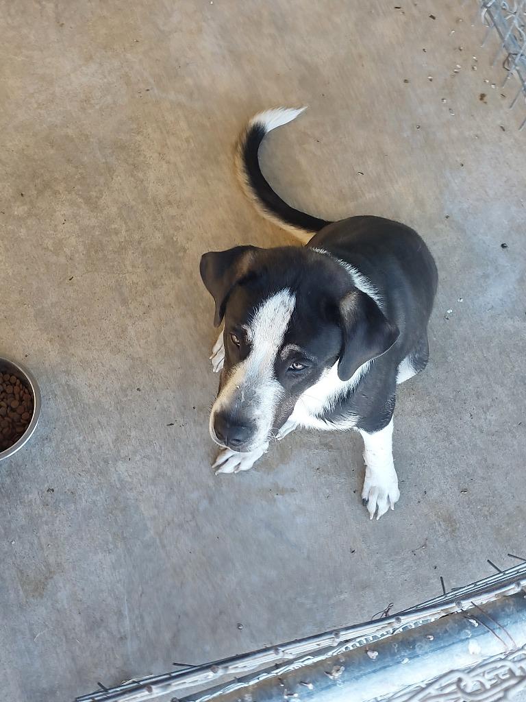 Enlarge Jarem, a Adoptable mixed breed in Brownwood, TX image 1/1