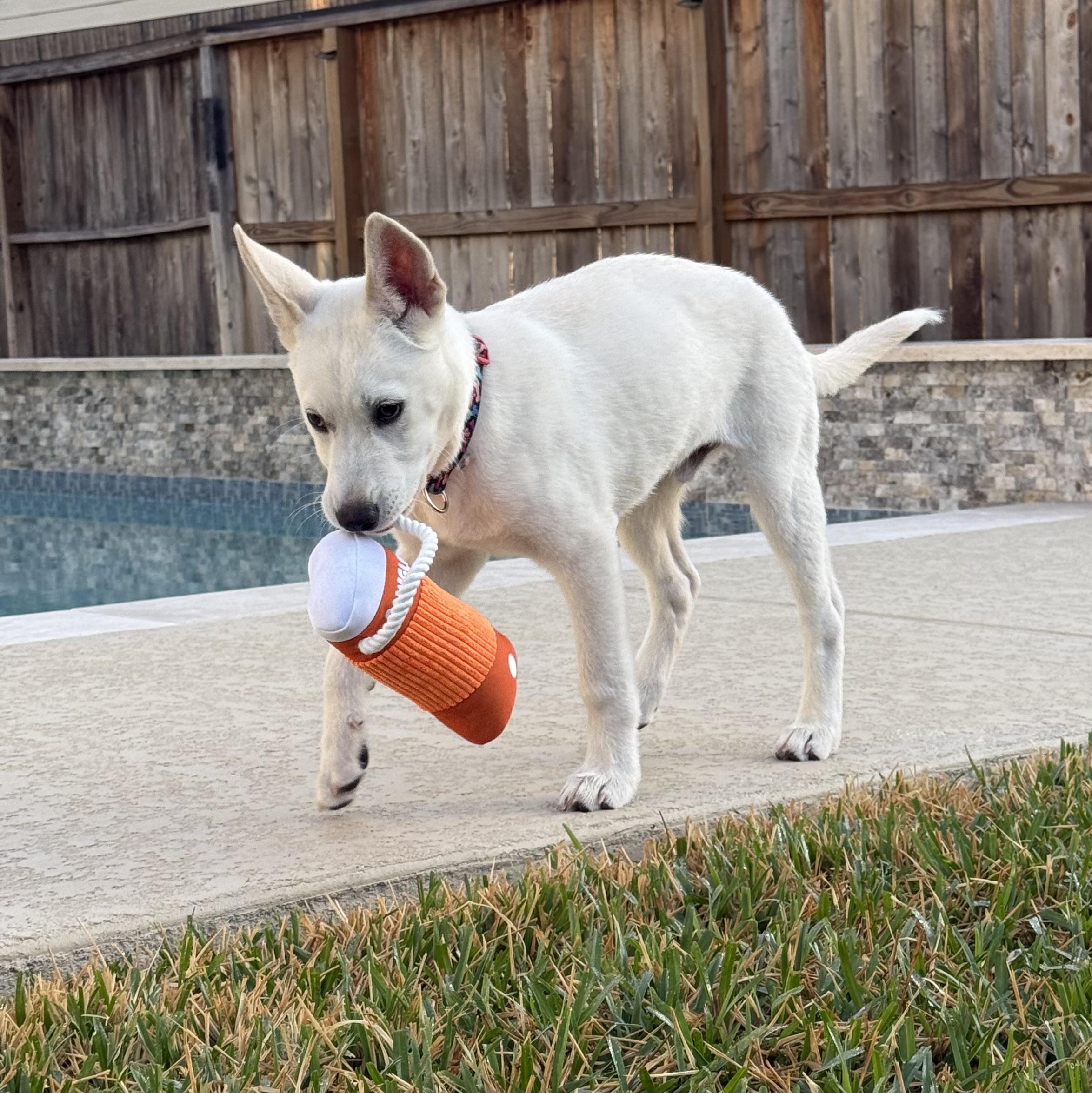 Enlarge Falkor, an adopted mixed breed in Cypress, TX image 4/5