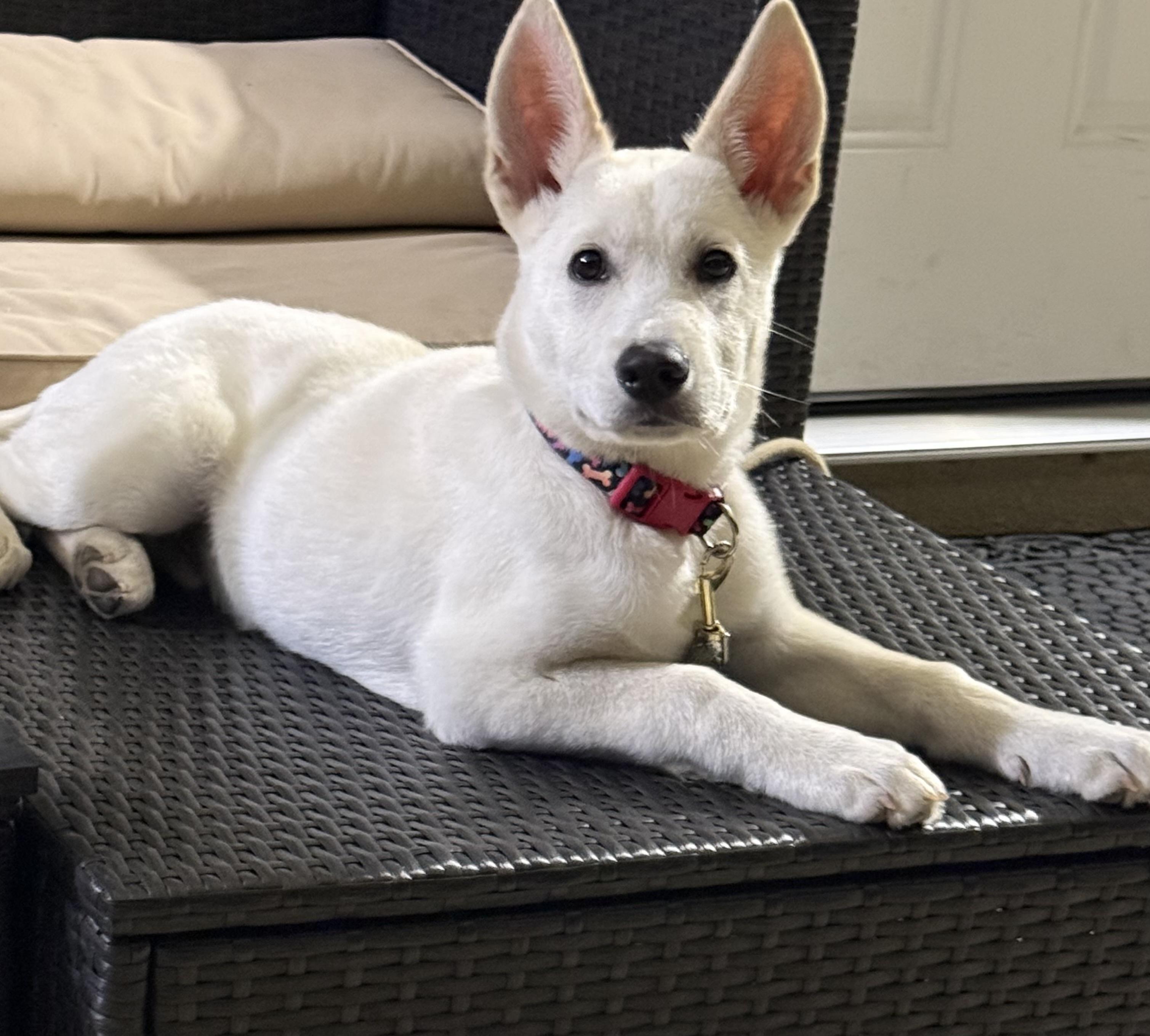 Falkor, adopted, Young Male White German Shepherd.