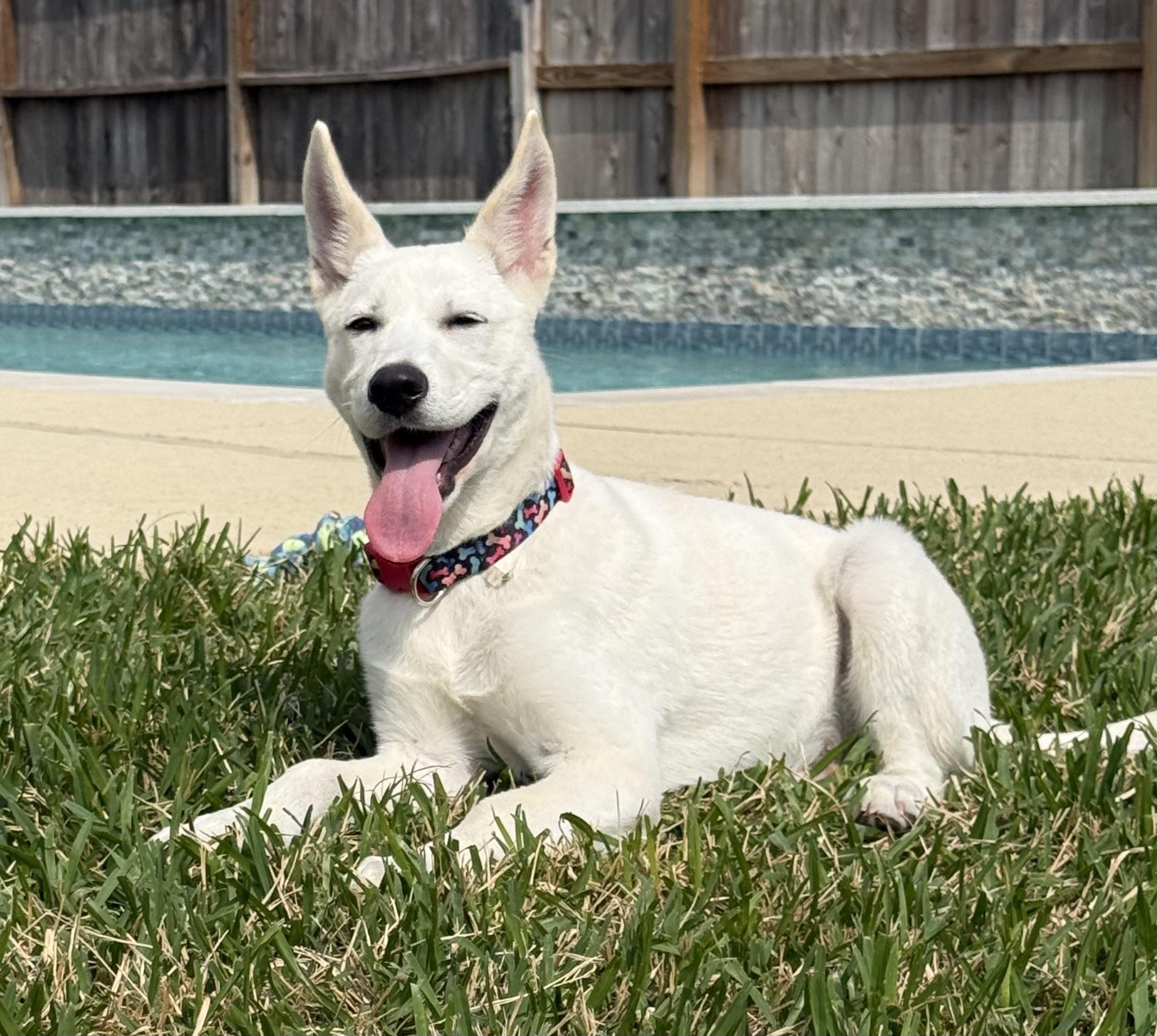 Enlarge Falkor, an adopted mixed breed in Cypress, TX image 2/5