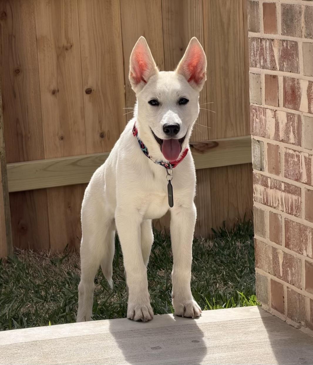 Enlarge Falkor, an adopted mixed breed in Cypress, TX image 3/5