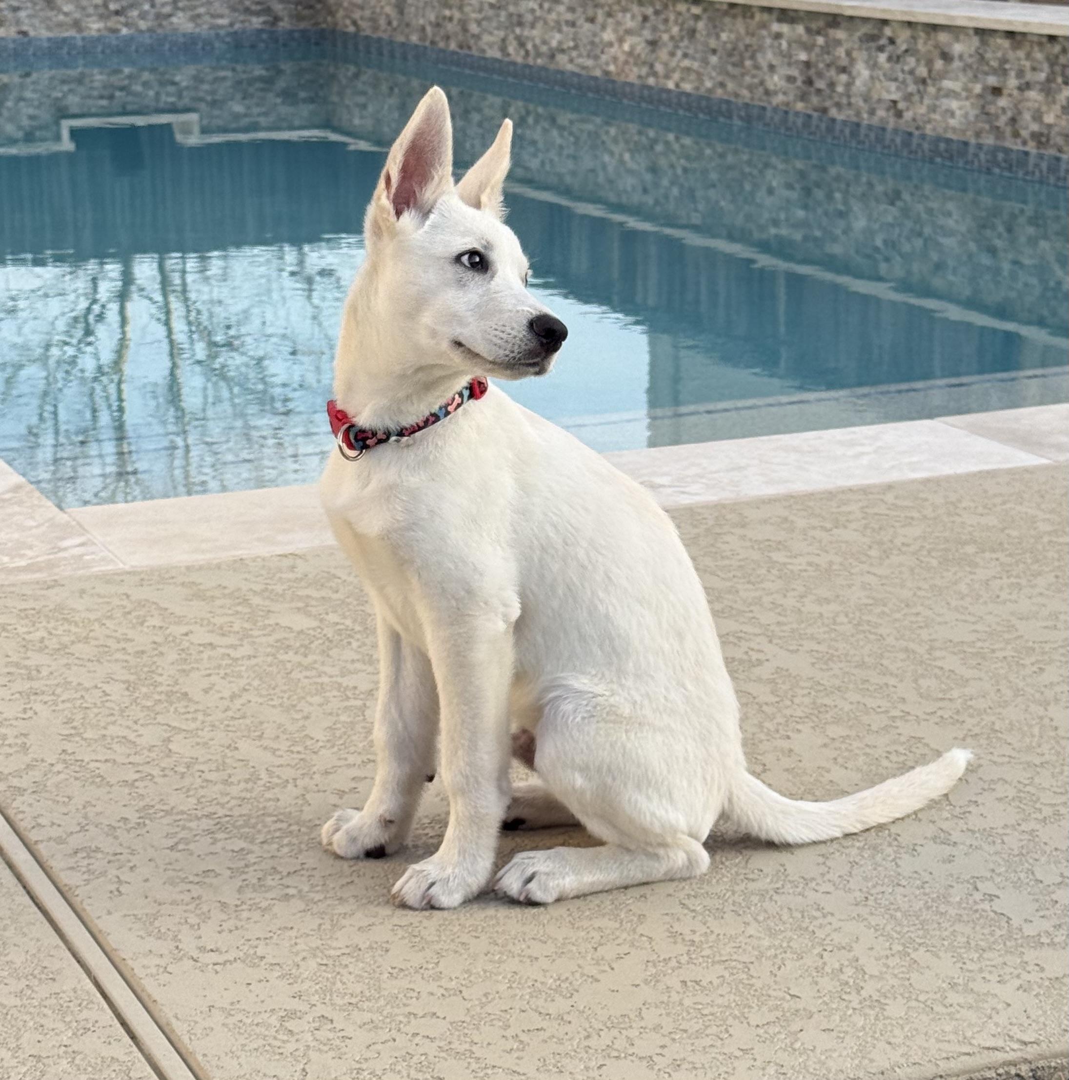 Enlarge Falkor, an adopted mixed breed in Cypress, TX image 5/5