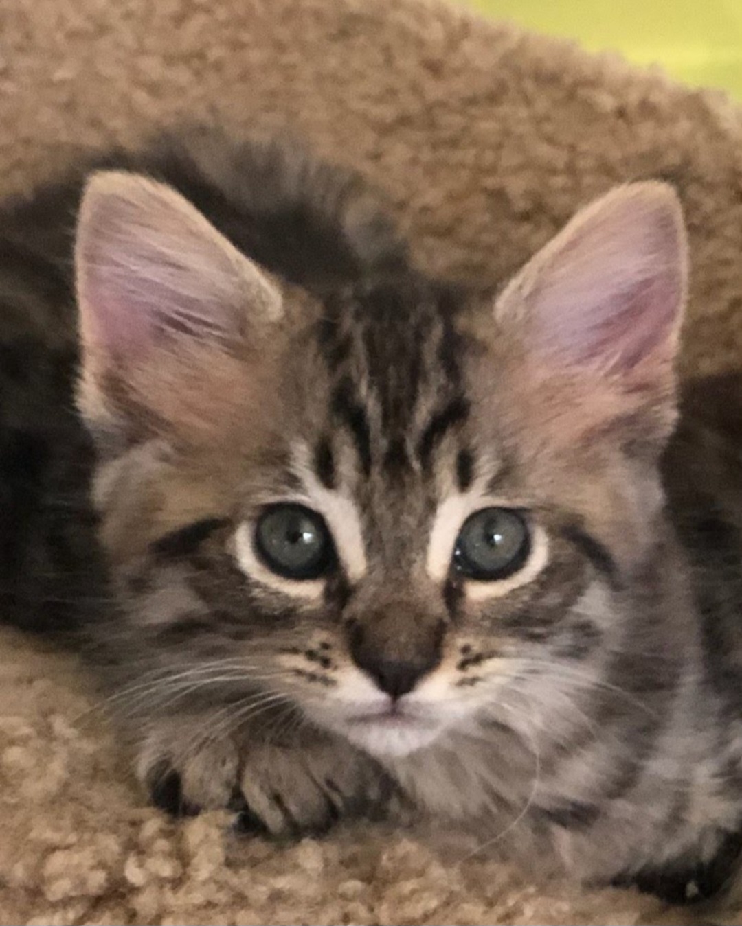 Sally, an adopted Domestic Short Hair in El Dorado Hills, CA_image-1