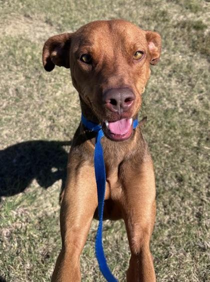 Enlarge Stacy, a Adoptable Mixed Breed in Fort Worth, TX image 1/3