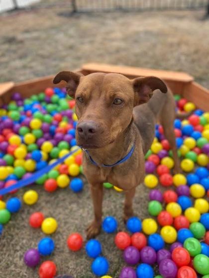 Enlarge Stacy, a Adoptable Mixed Breed in Fort Worth, TX image 2/3