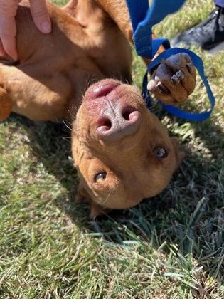 Enlarge Stacy, a Adoptable Mixed Breed in Fort Worth, TX image 3/3
