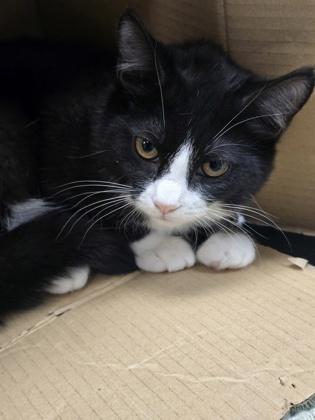 Chartreuse, Adoptable, Young Female Domestic Short Hair & Domestic Short Hair.