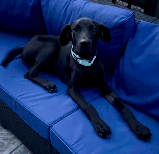 Porter