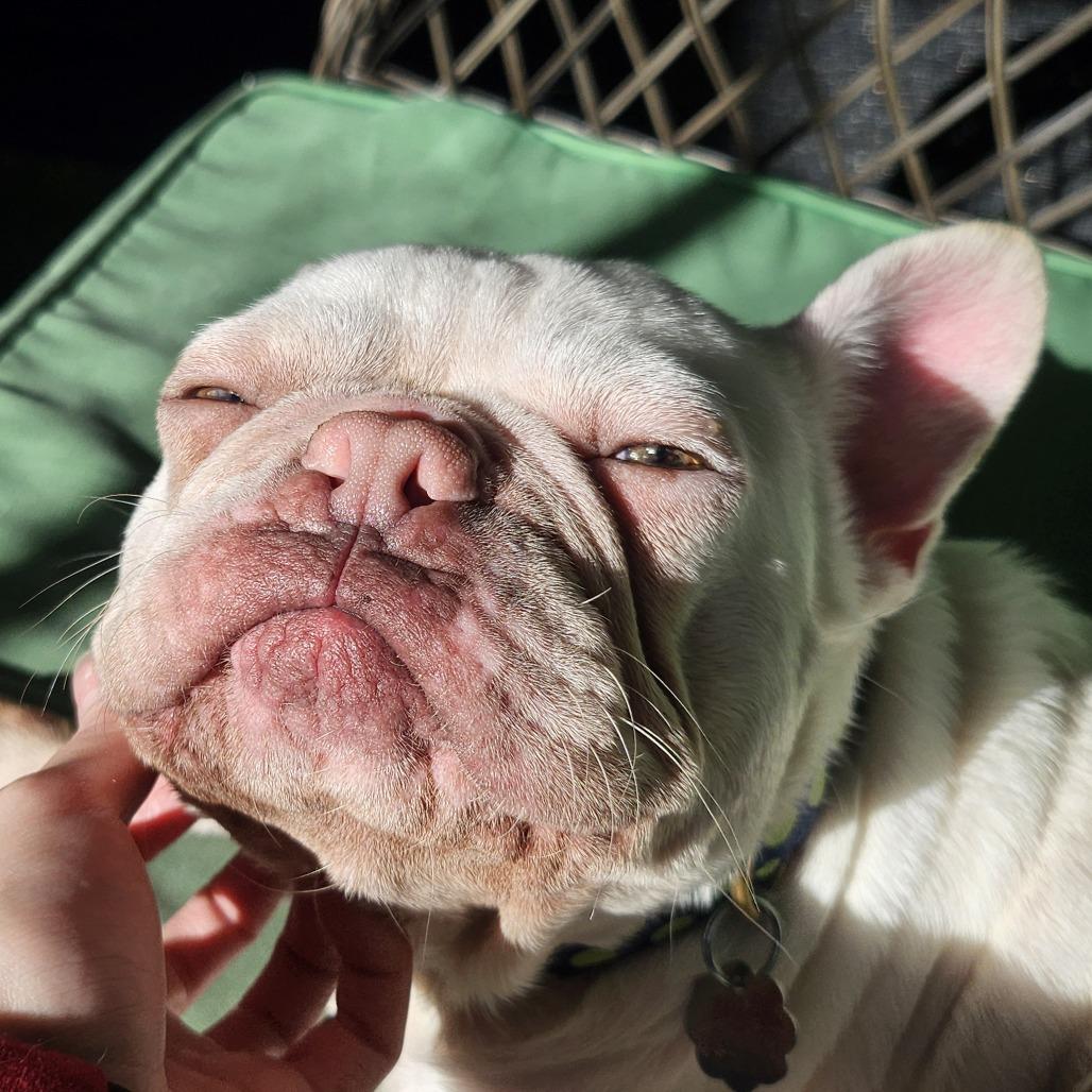 Casper, Adoptable, Adult Male Mixed Breed.