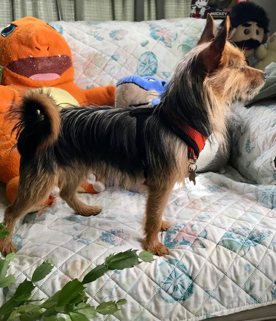 Tio, a Adopted mixed breed in Orlando, FL image 1/8