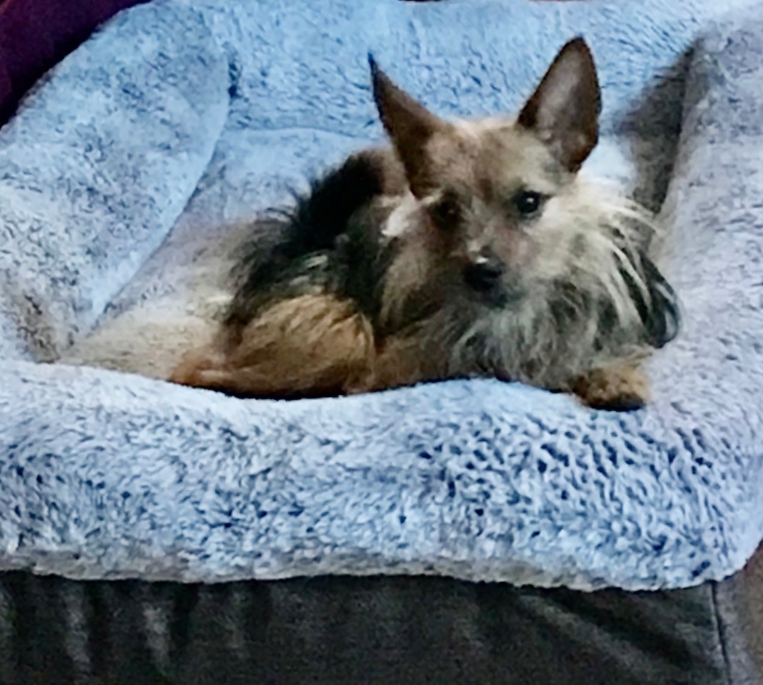 Tio, a Adopted mixed breed in Orlando, FL image 2/8