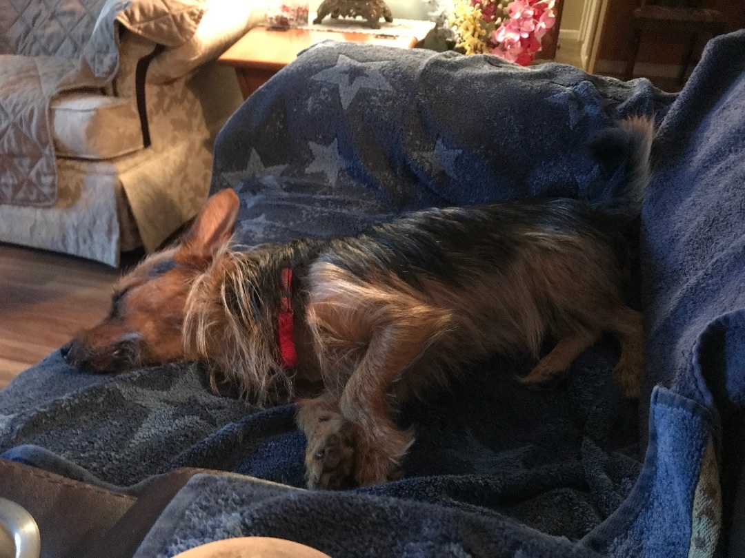 Tio, a Adopted mixed breed in Orlando, FL image 3/8