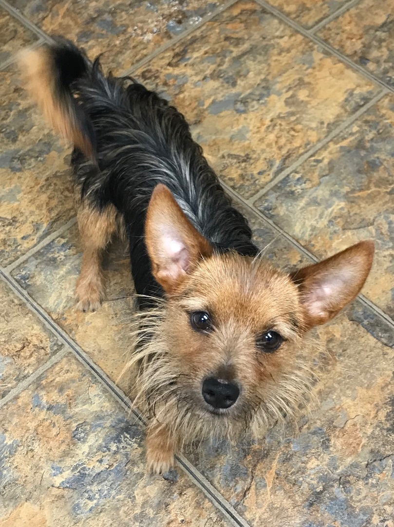 Tio, a Adopted mixed breed in Orlando, FL image 4/8