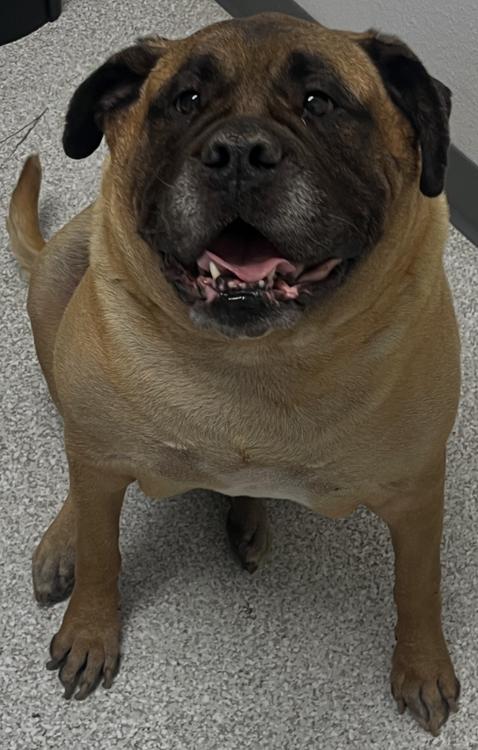 Marjorie, an adoptable Bullmastiff in Larkspur, CO, 80118 | Photo Image 5