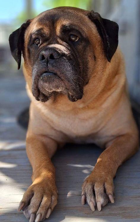 Marjorie, an adoptable Bullmastiff in Larkspur, CO, 80118 | Photo Image 4