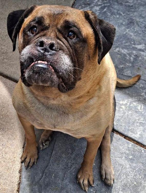 Marjorie, an adoptable Bullmastiff in Larkspur, CO, 80118 | Photo Image 2