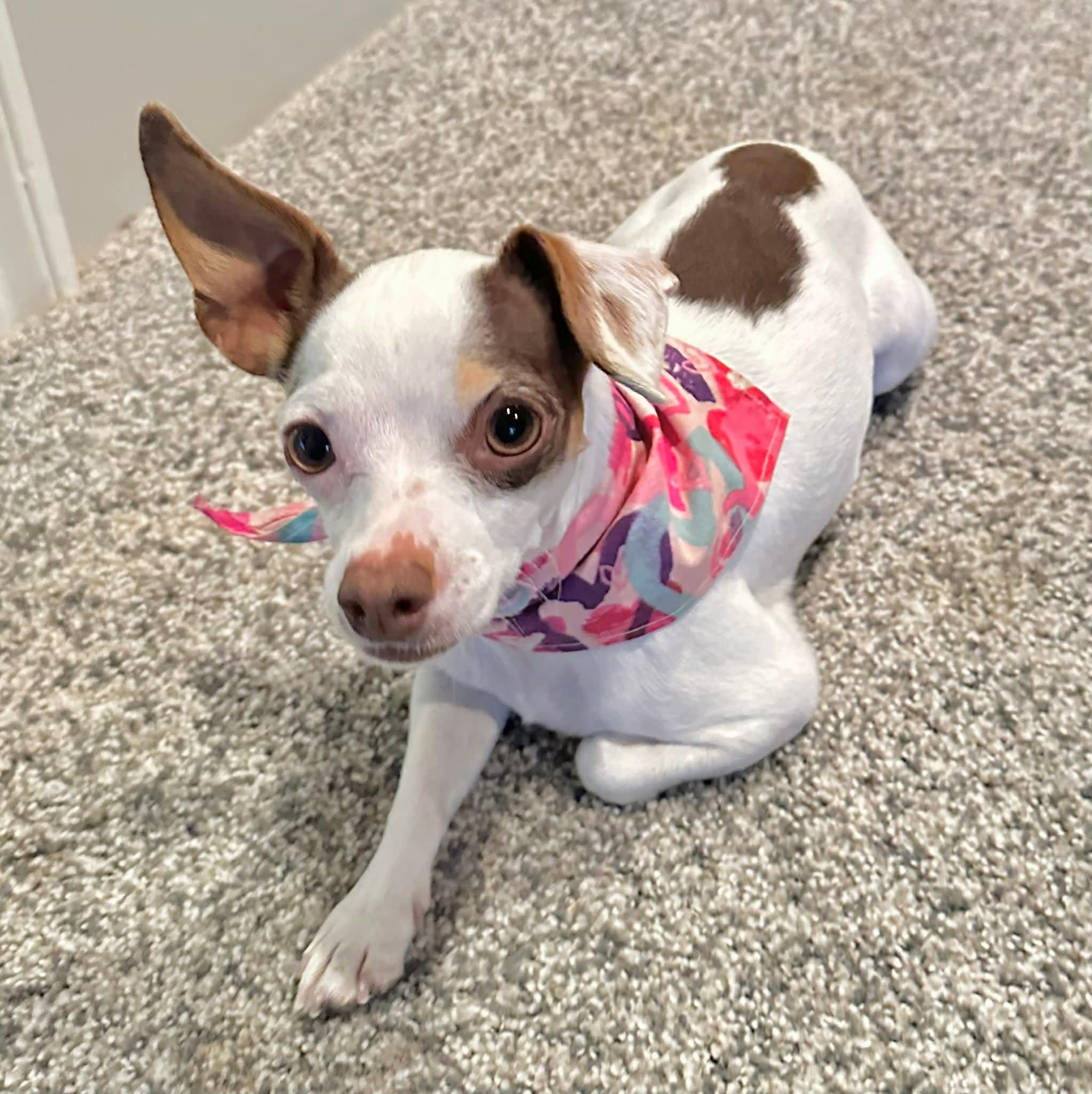 HONEY, an adopted Chihuahua in Grand Prairie, TX image 3/6