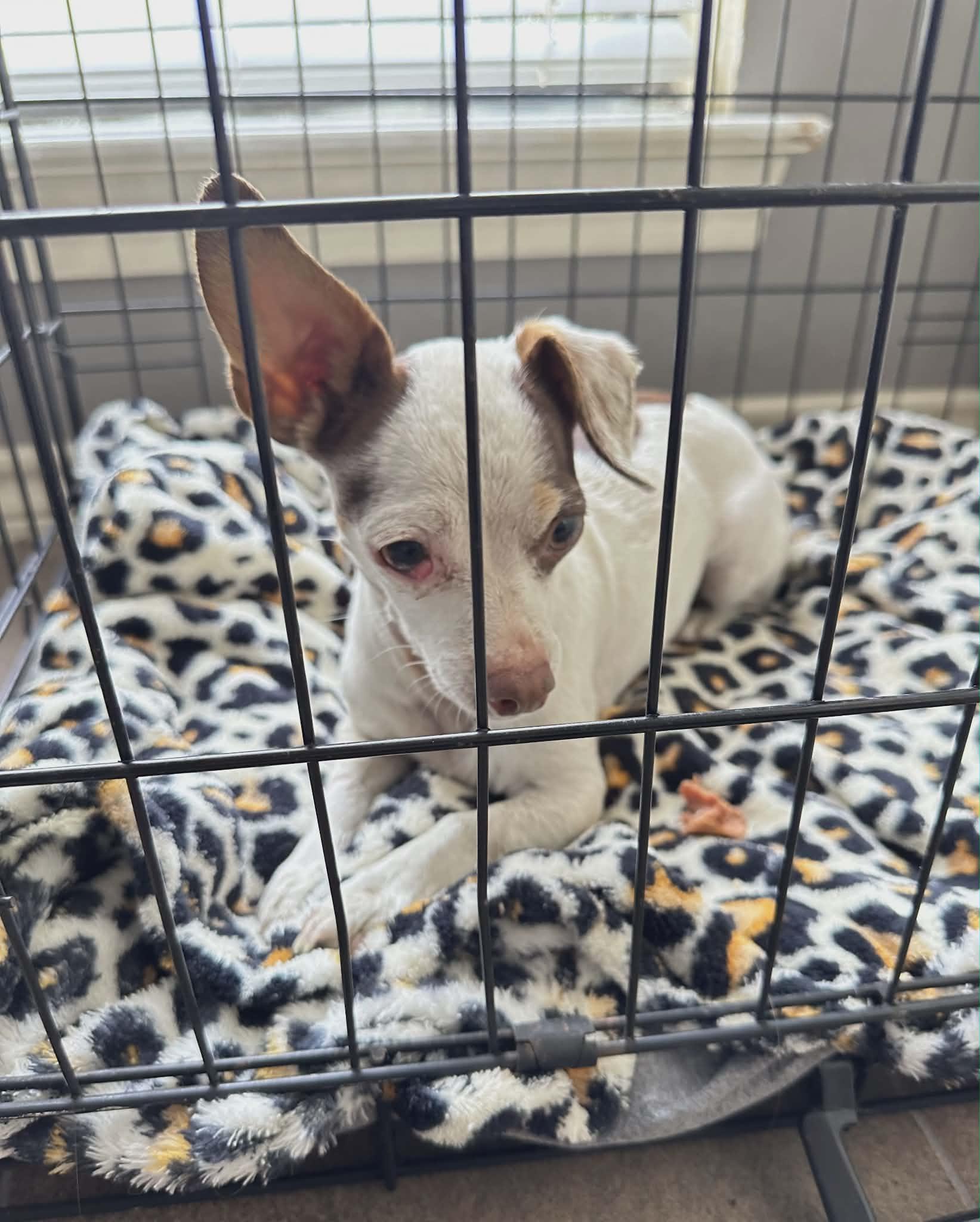 HONEY, an adopted Chihuahua in Grand Prairie, TX image 5/6