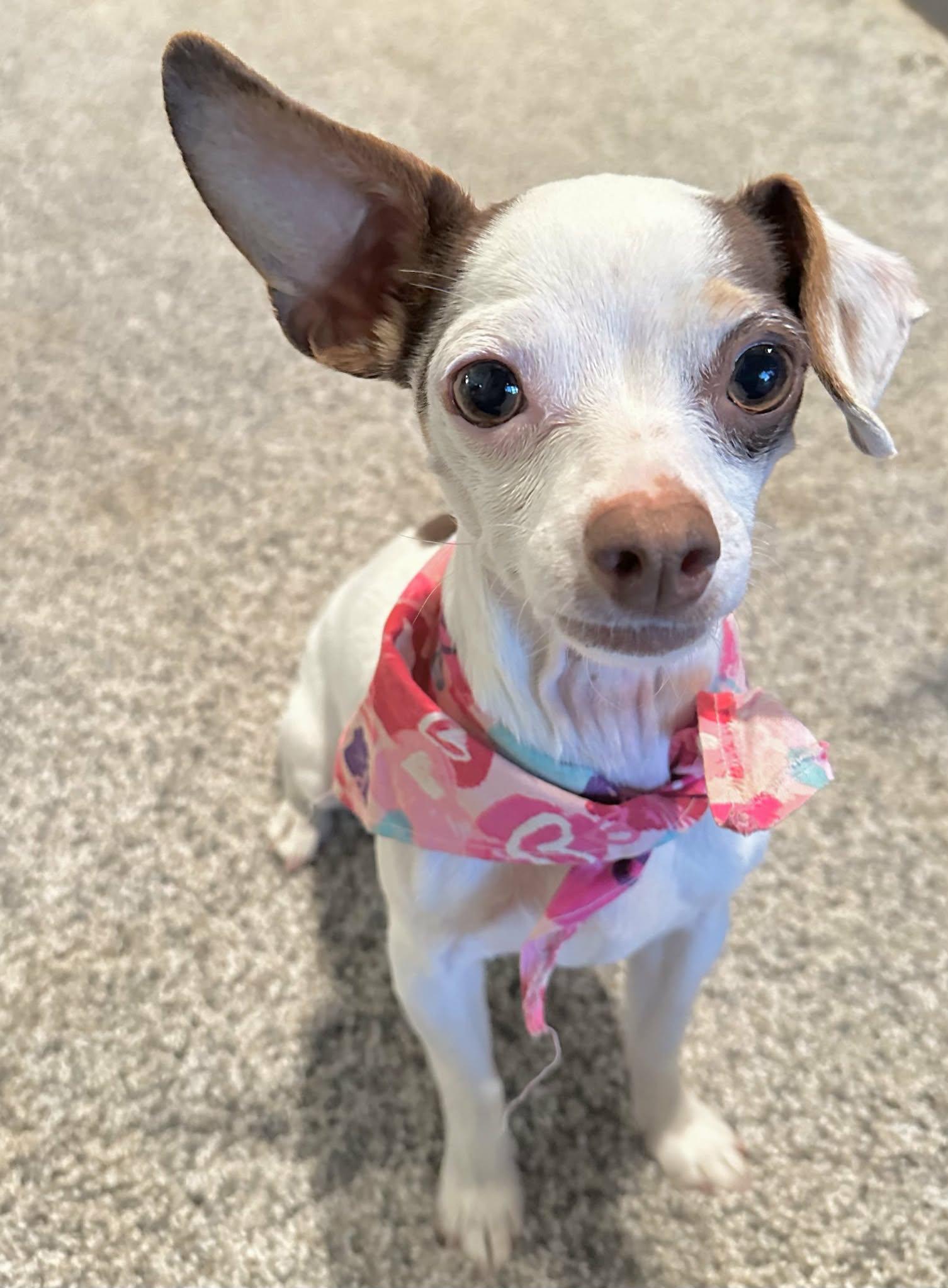 HONEY, adopted, Adult Female Chihuahua.