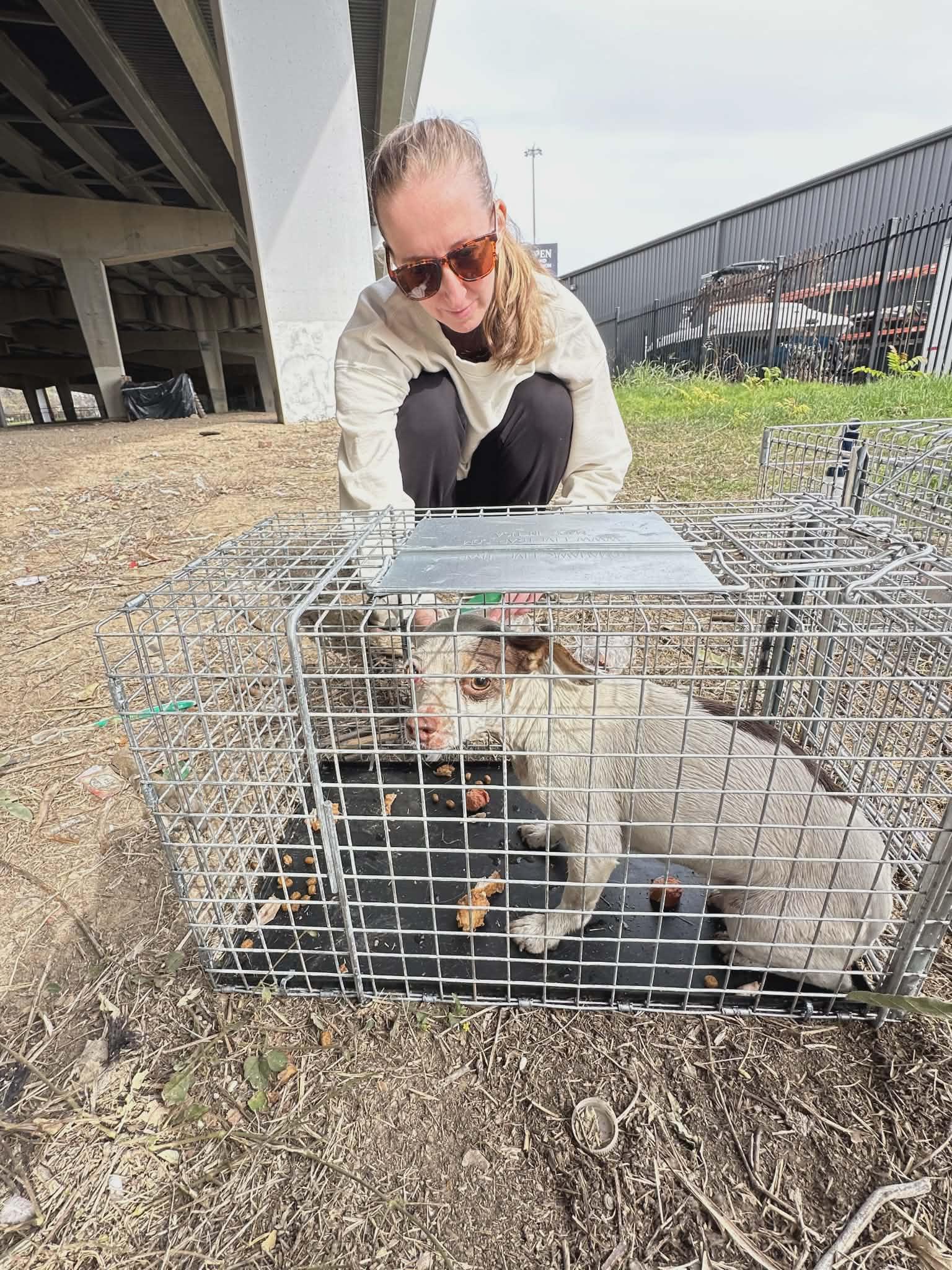 HONEY, an adopted Chihuahua in Grand Prairie, TX image 6/6
