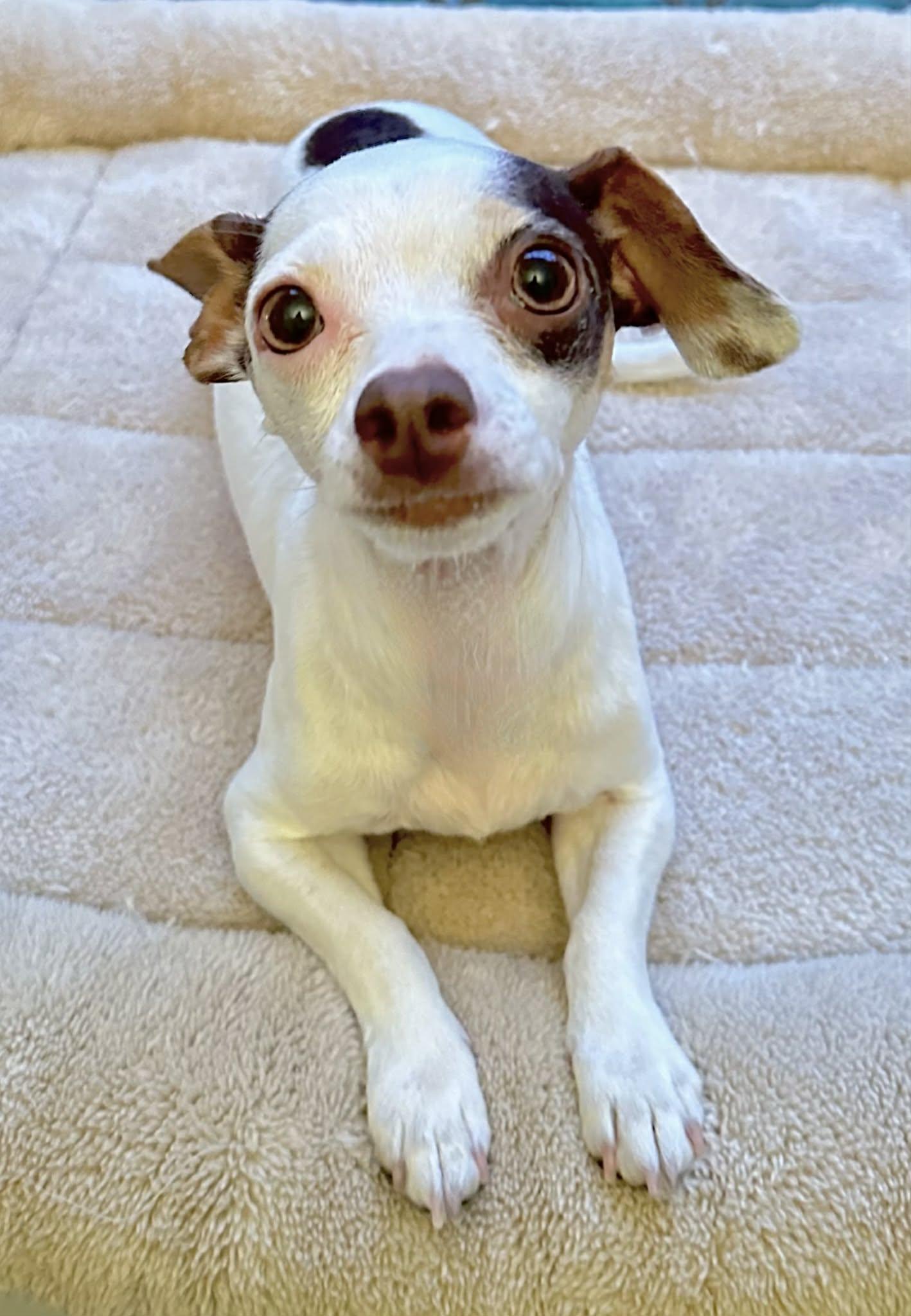 HONEY, an adopted Chihuahua in Grand Prairie, TX image 2/6