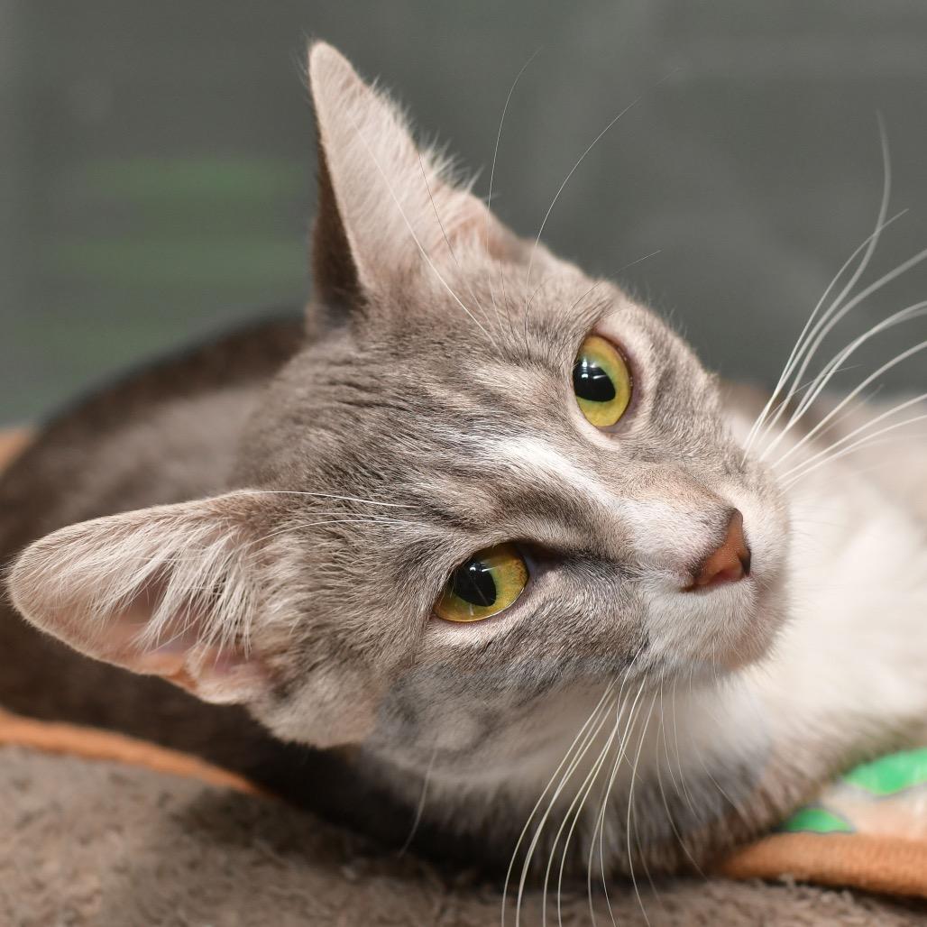 Gwyn, Adoptable, Young Female Domestic Short Hair.